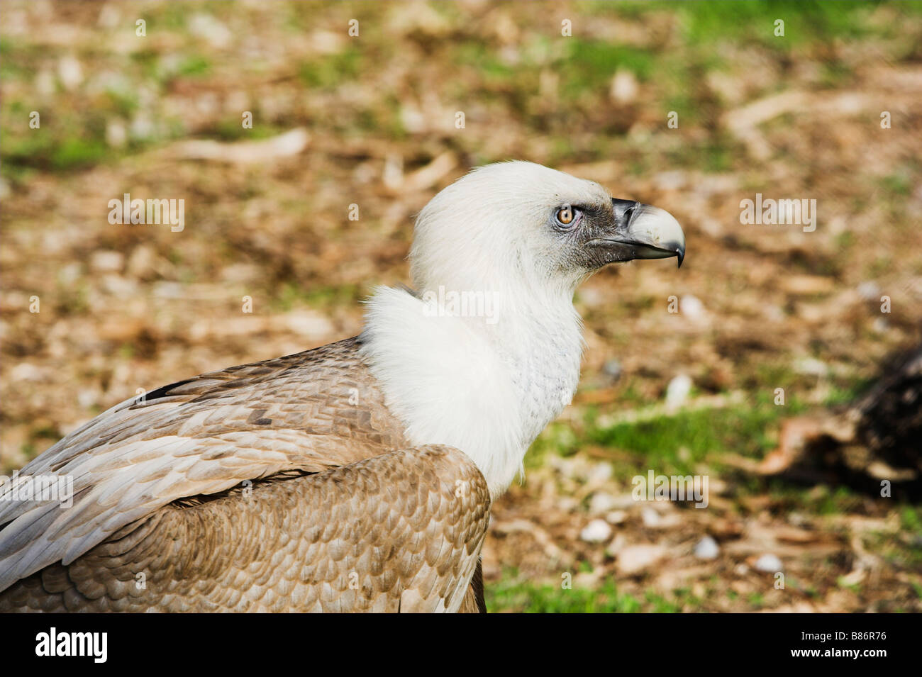 wildlife images vulture gyps Stock Photo