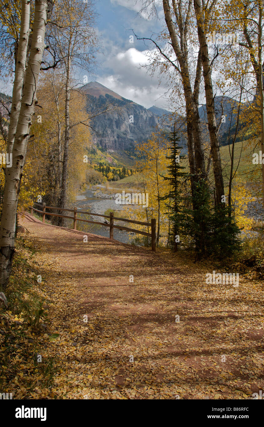 Autumnal colours of Aspen trees San Juan National Forest Telluride Colorado USA Stock Photo