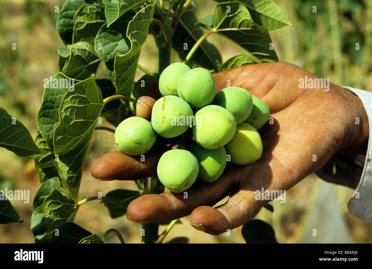 Asia India Gujarat Bhavnagar , trial farm of Jatropha curcus for research and production of biodiesel Stock Photo