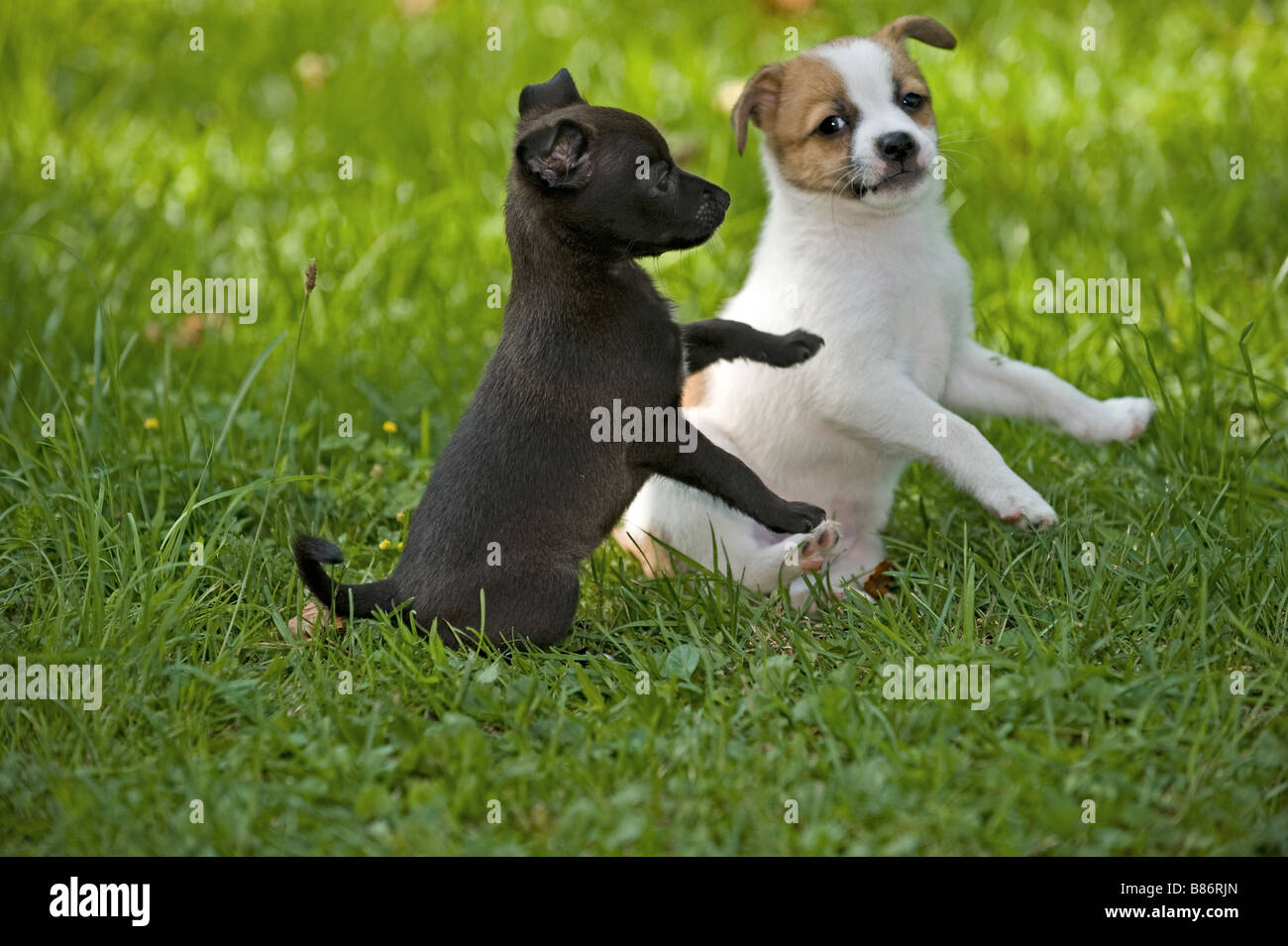 two half breed dog puppies on meadow Stock Photo