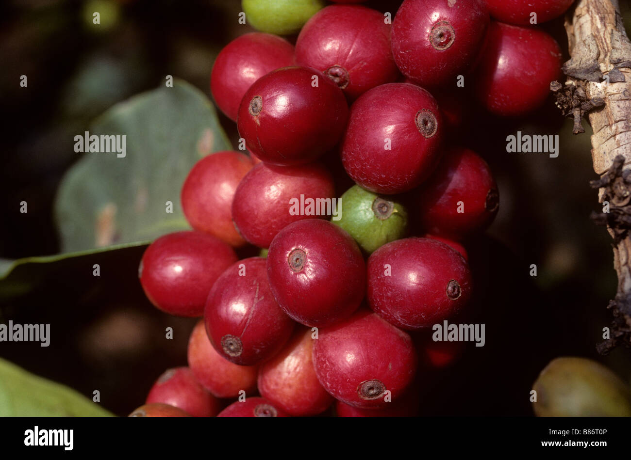 Ripe red coffee cherries on the bush in a plantation near Nairobi Kenya