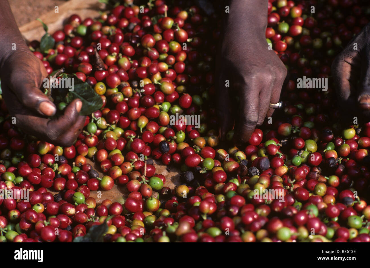 Sorting arabica coffee cherries after harvest before pulping to extract
