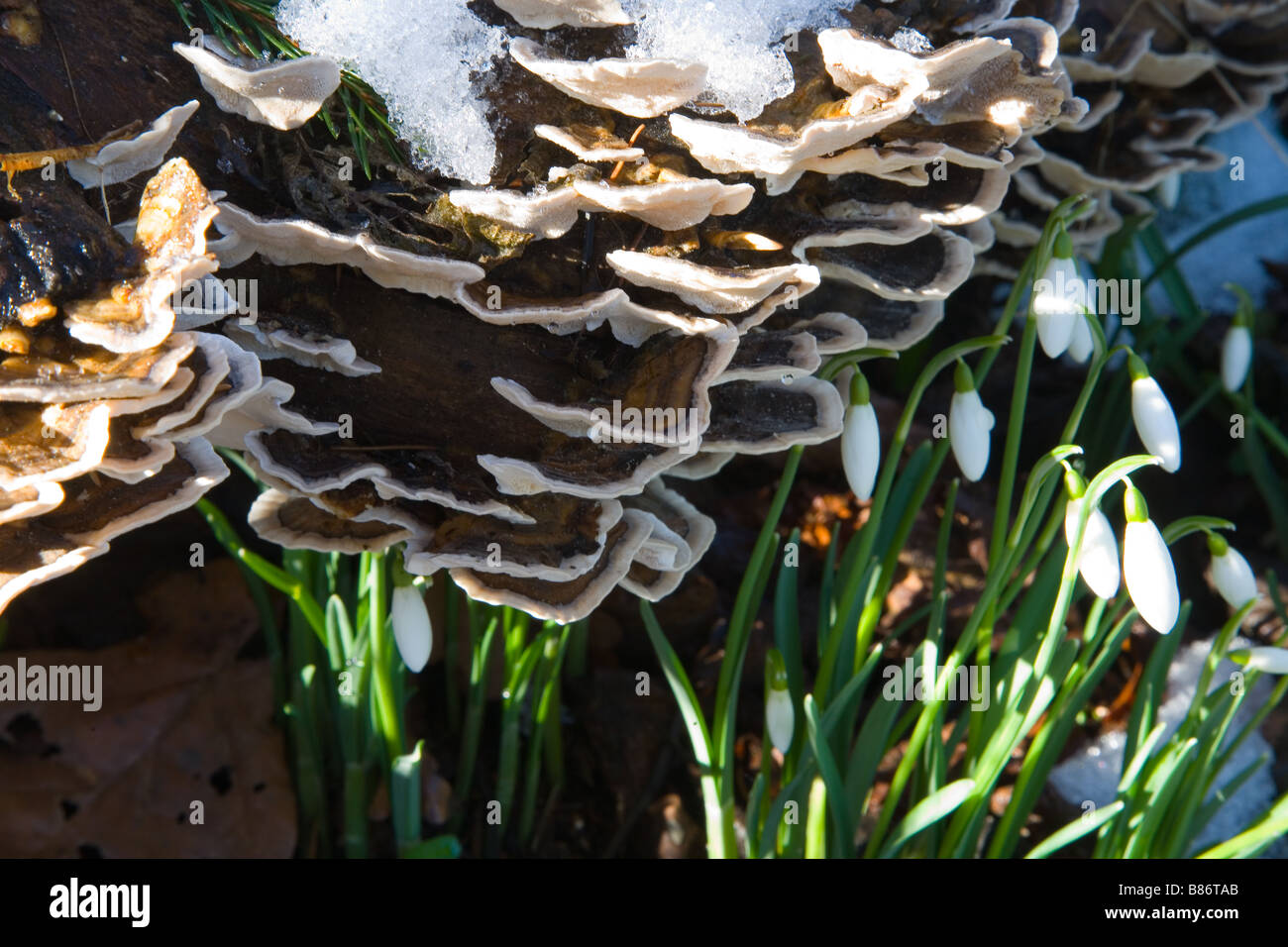 Tree fungus, snow and snowdrops Stock Photo