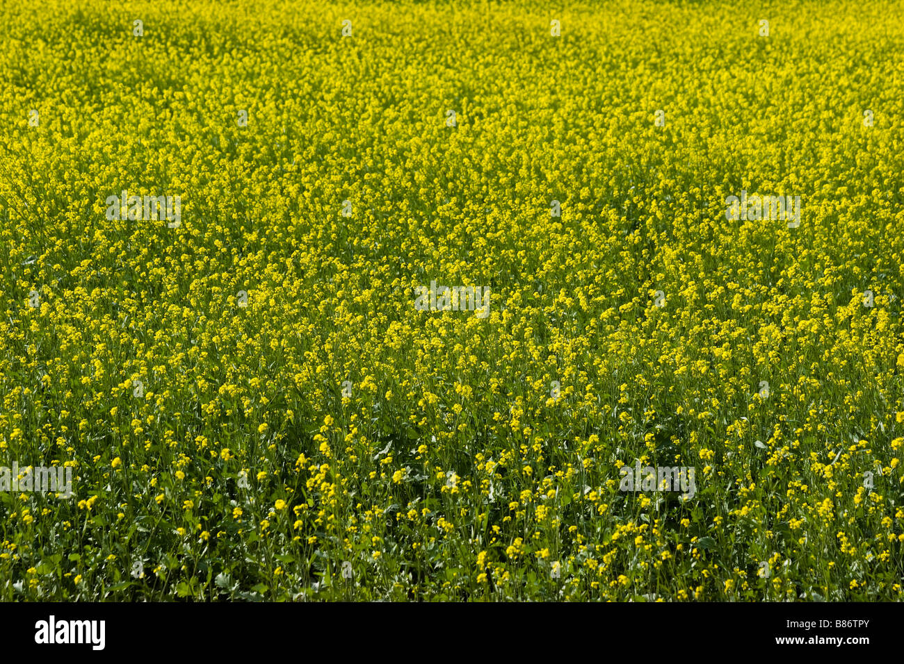 Indian mustard field hires stock photography and images Alamy