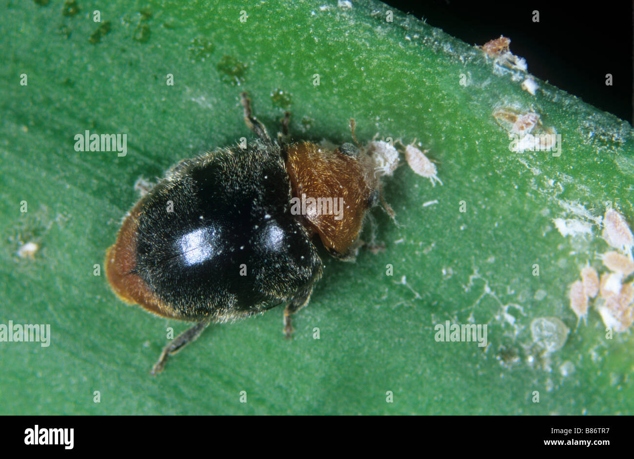 Australian ladybird Cryptolaemus montrouzieri feeding on citrus mealybugs Stock Photo