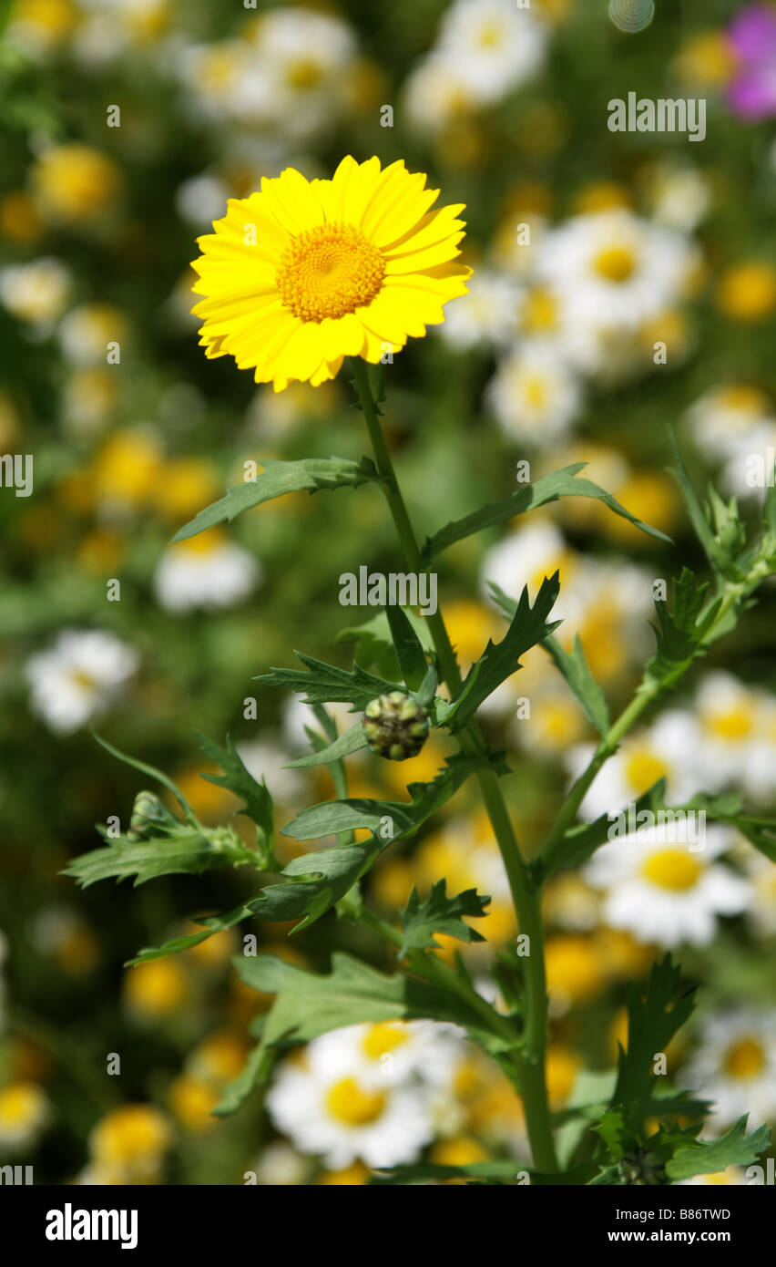 Corn Marigold, Chrysanthemum segetum, Asteraceae and Ox Eye Daisies Chryanthemum leucanthemum Stock Photo