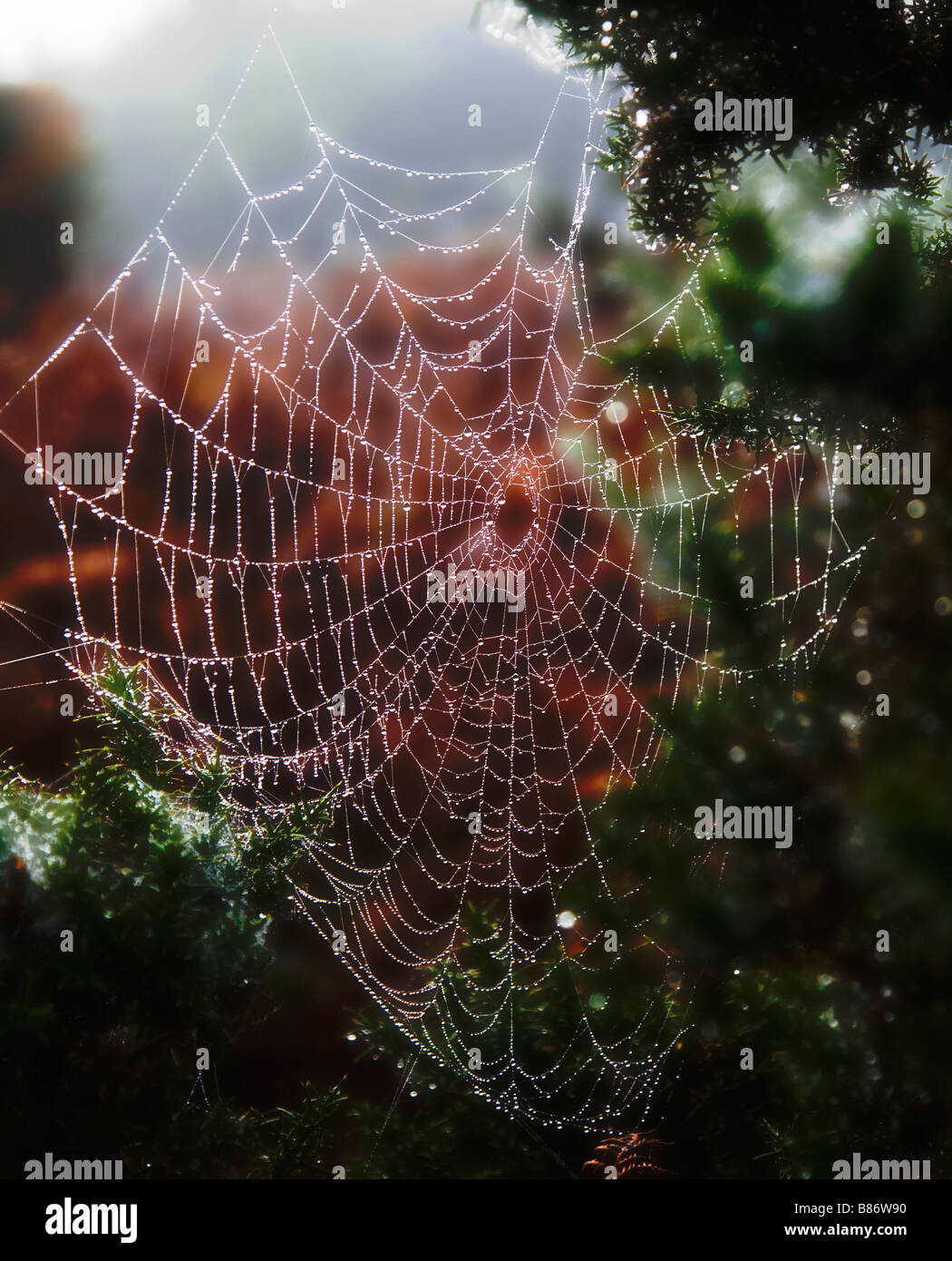 A spiders web covered in early morning dew.  Misty autumn / winter morning in the New Forest, Hampshire. UK. Stock Photo