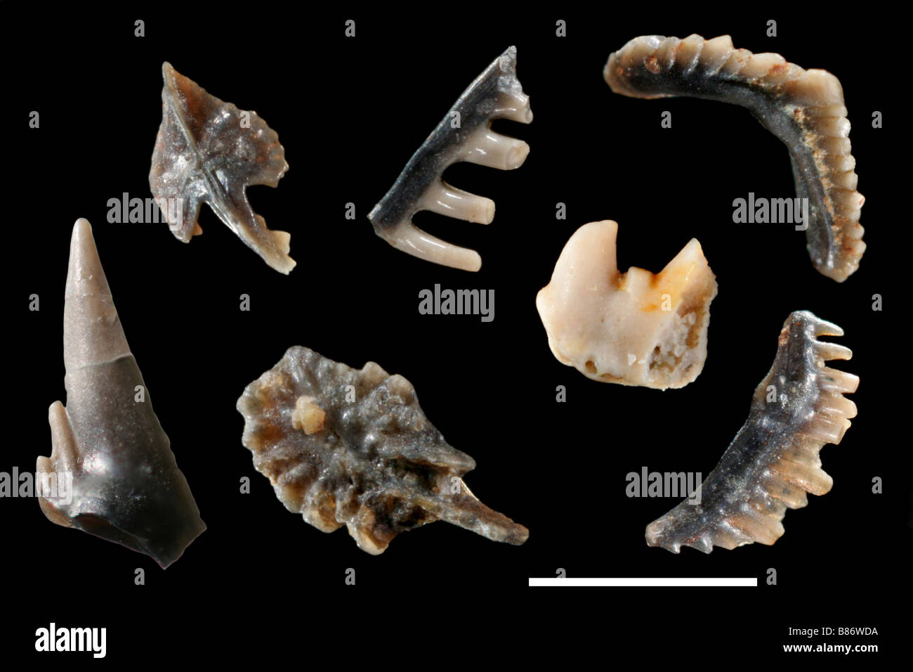 Conodont fossils hi-res stock photography and images - Alamy