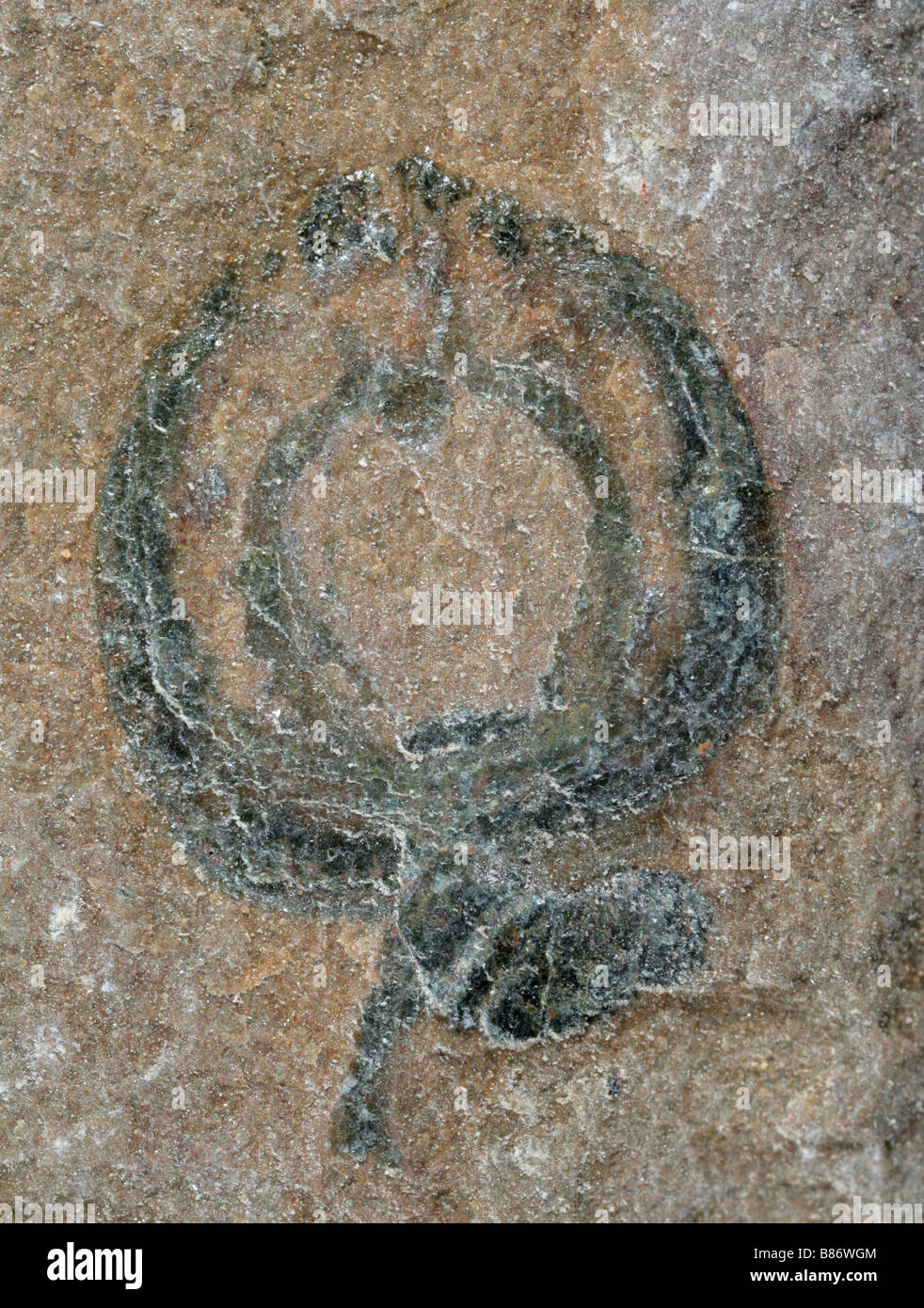 Cambrian hi-res stock photography and images - Alamy