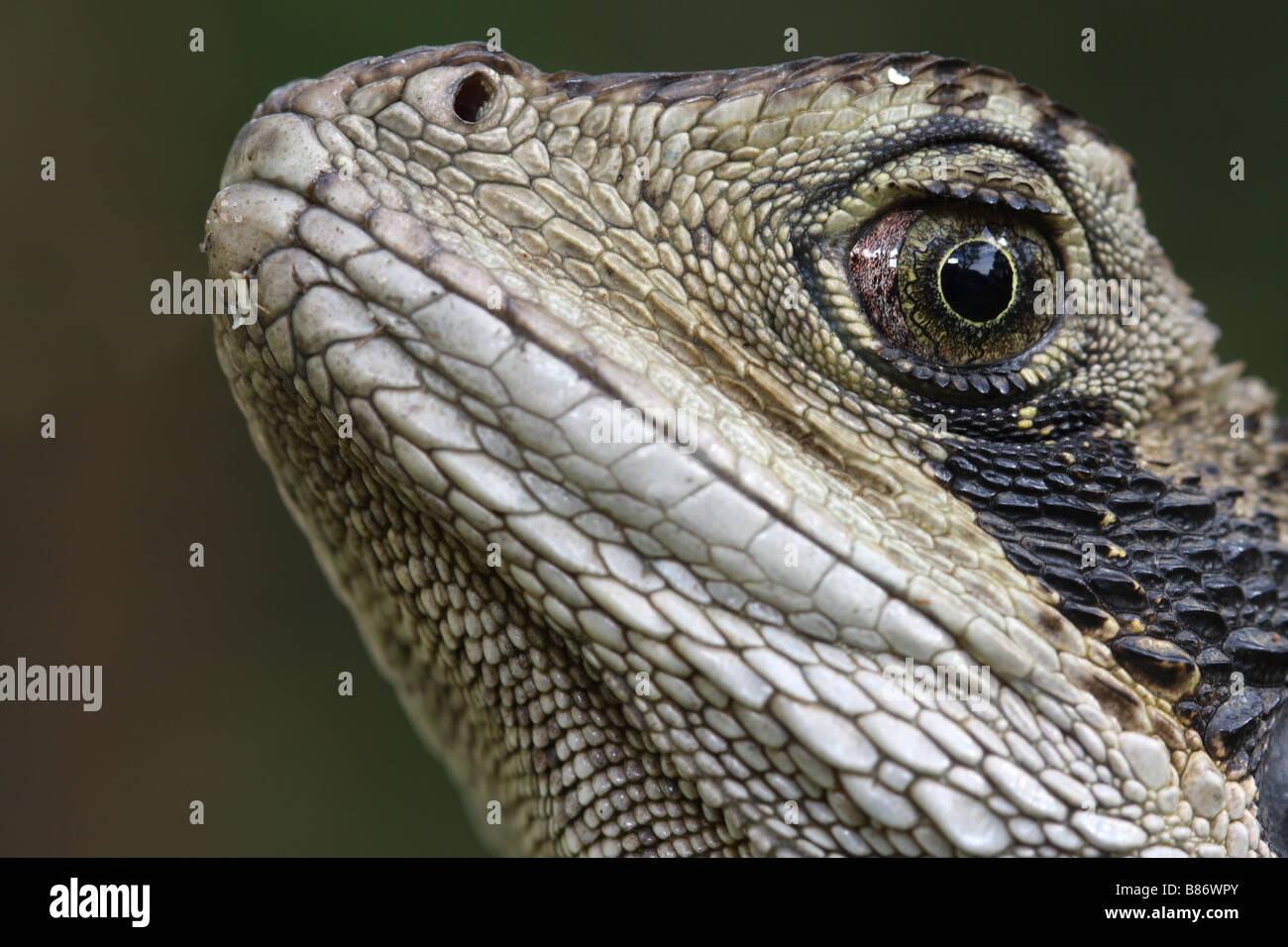 Eastern water dragon close up Stock Photo Alamy