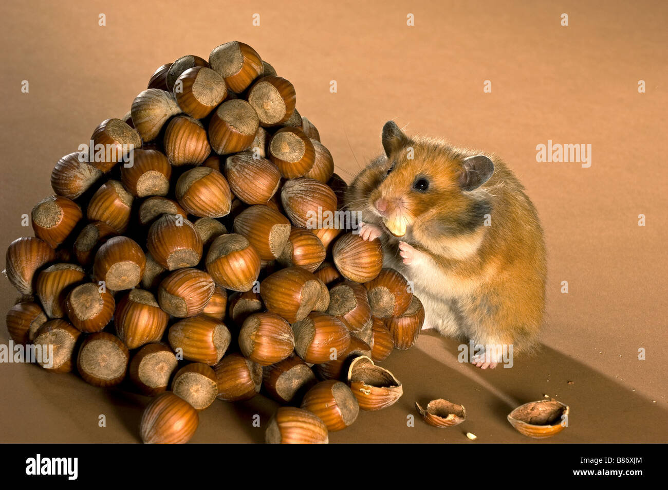 Golden hamster at hazelnuts Stock Photo