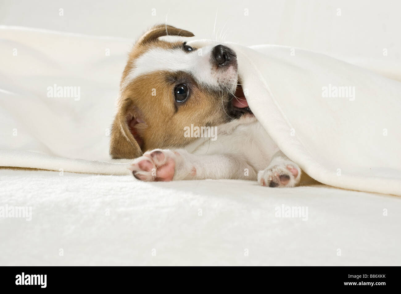 half breed dog puppy - lying Stock Photo