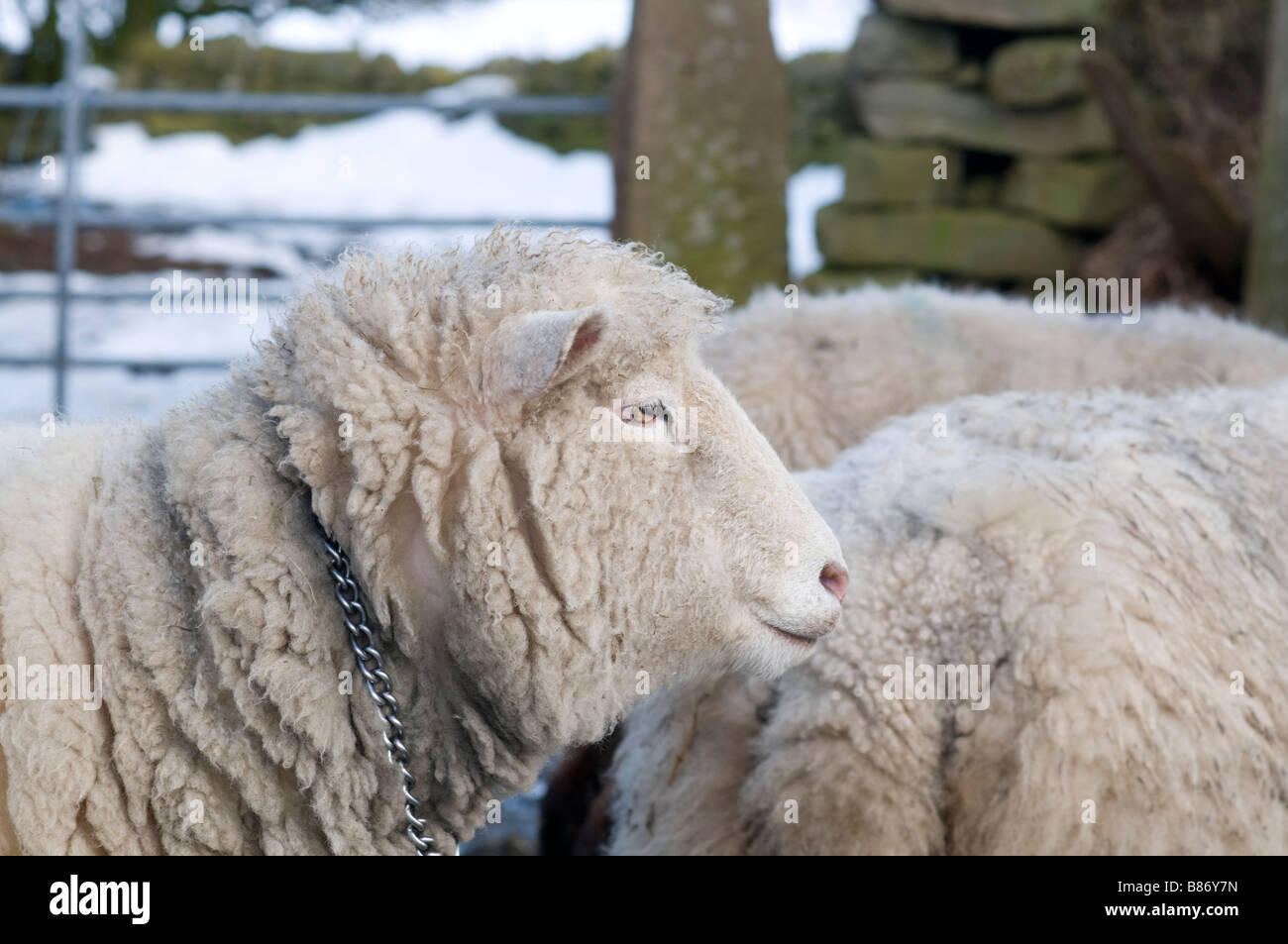Sheep Neck Stock Photos & Sheep Neck Stock Images Alamy