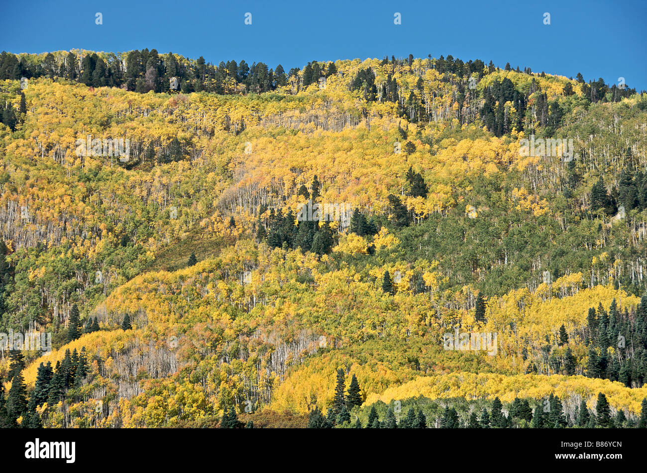 Autumnal colours of Aspen trees San Juan National Forest Colorado USA Stock Photo