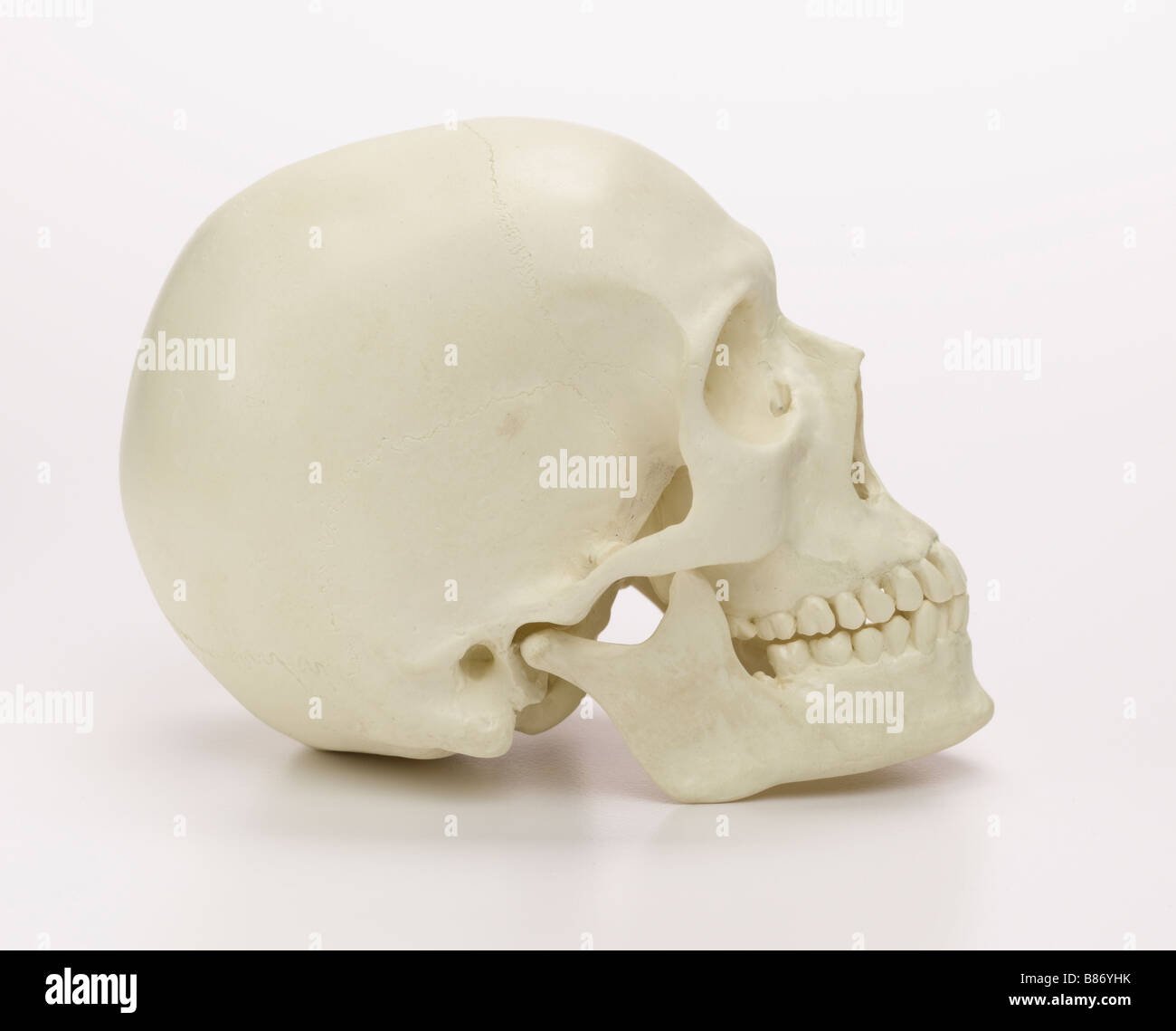 skull, side view Stock Photo - Alamy