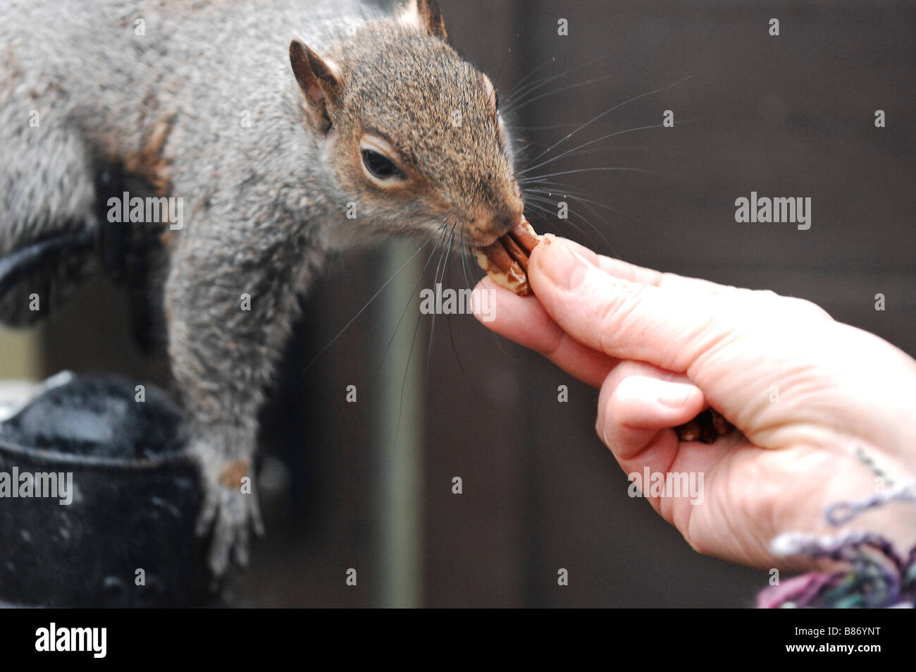 Grey squirrel being fed nuts by hand in a garden Sciurus carolinensis Stock Photo