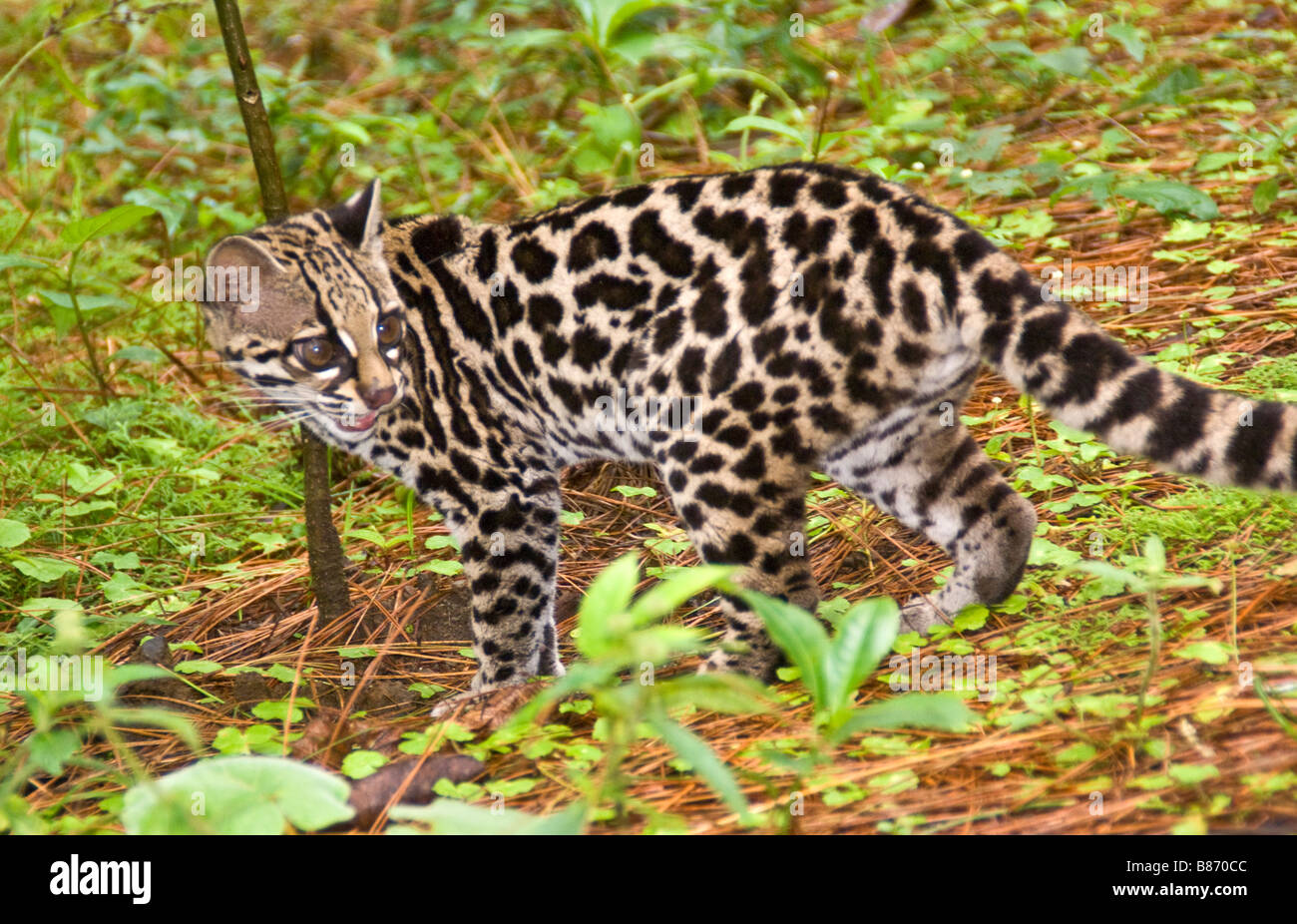 Stock photo of Oncilla / Tiger Cat (Leopardus tigrinus) Costa Rica