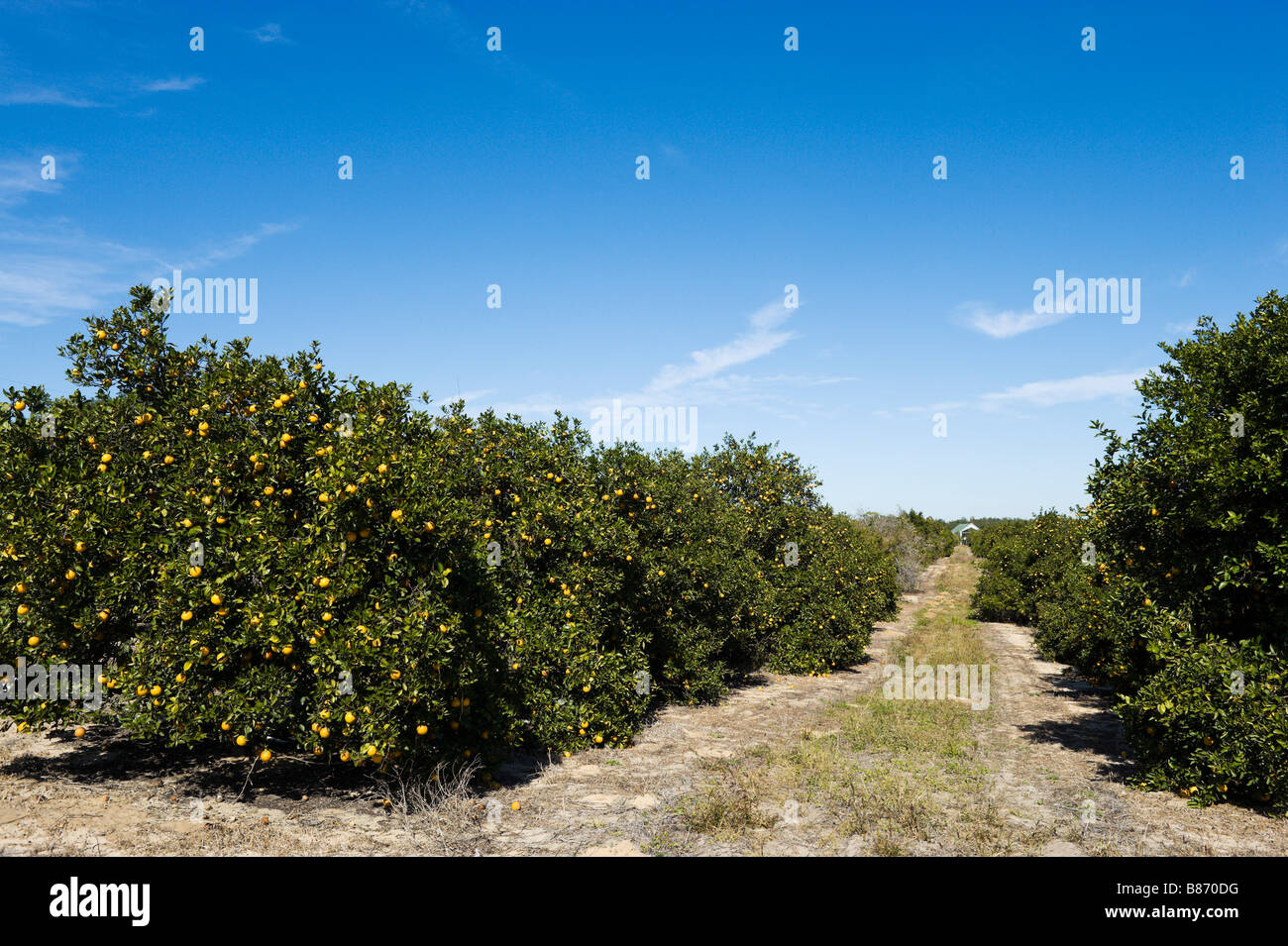Orange grove in Polk County, Central Florida, USA Stock Photo Alamy