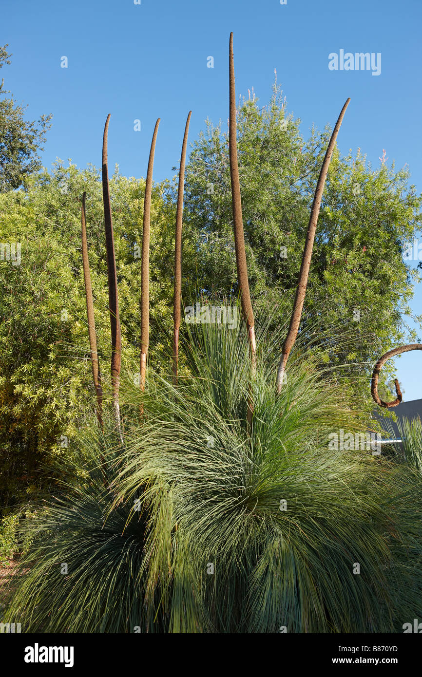 Square leaf grass tree. Los Angeles County Arboretum and Botanic Garden, Los Angeles, California, USA. Stock Photo