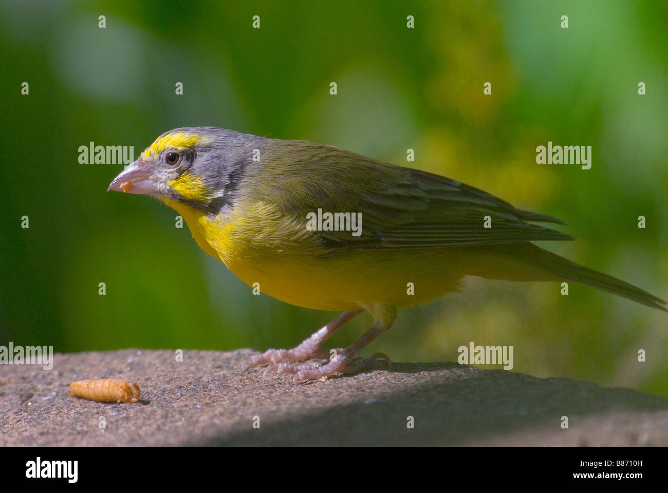 Canary, Singer 'Serinus canaria' Stock Photo