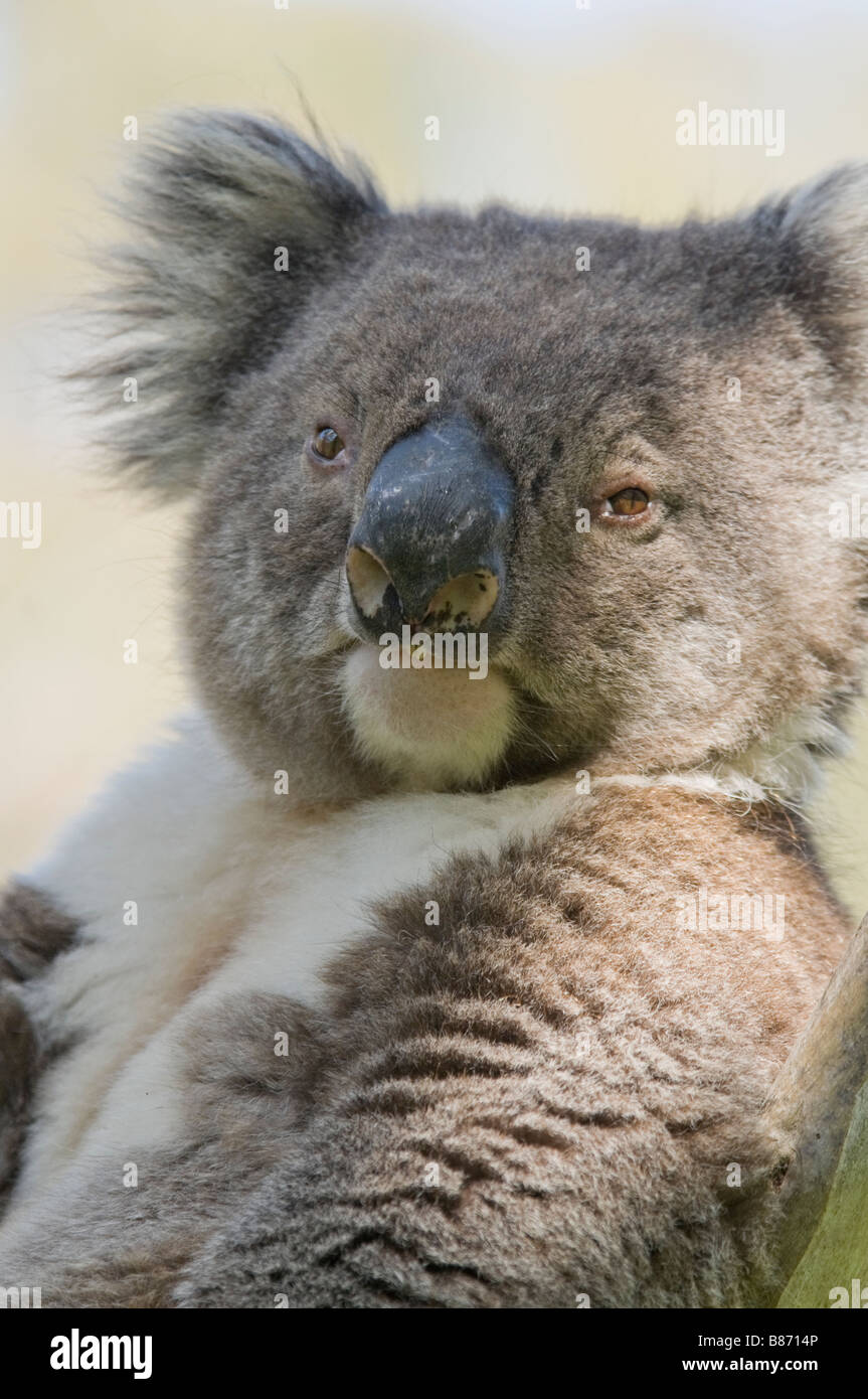 Koala bear gum tree hi-res stock photography and images - Alamy