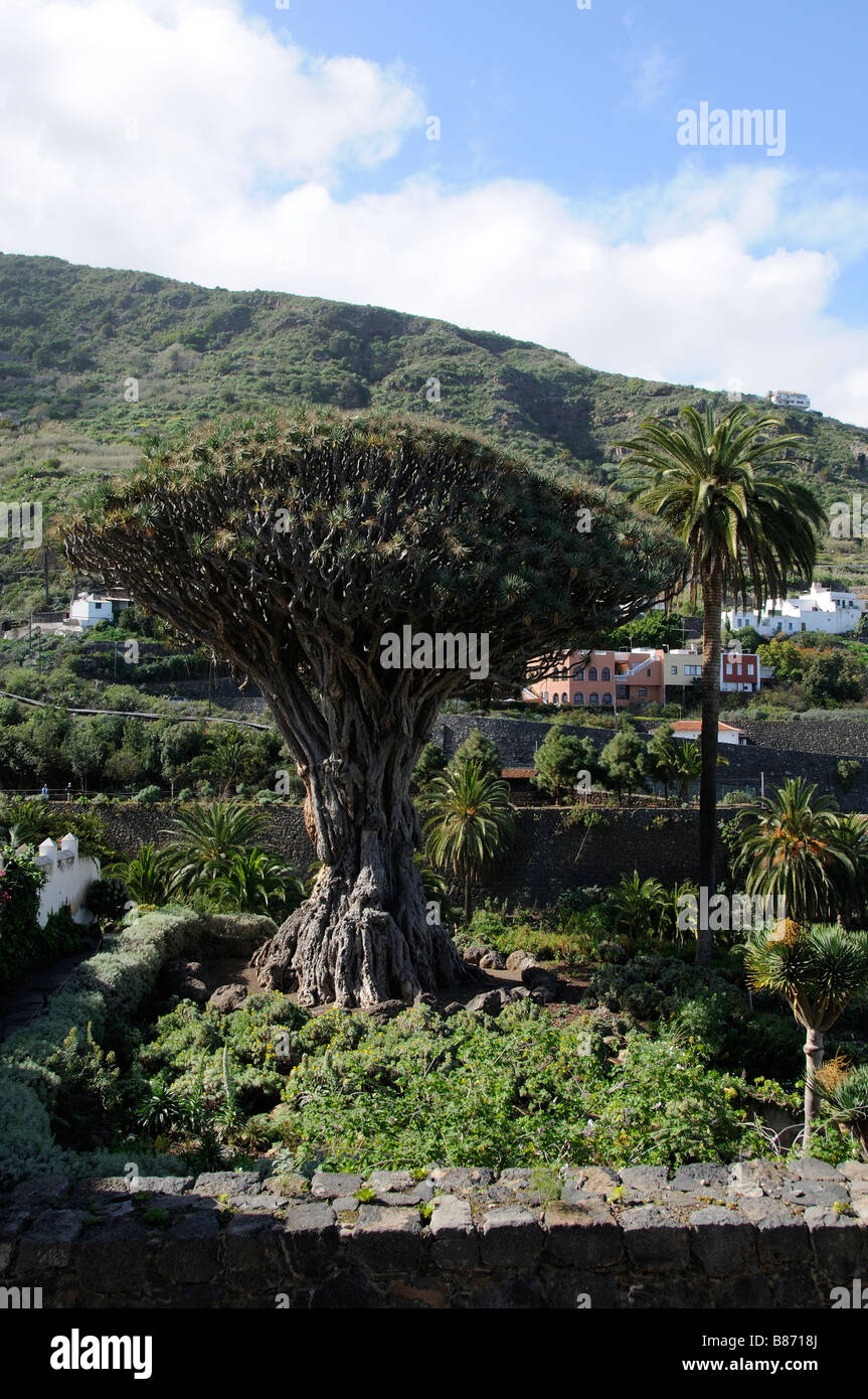 Dragon Tree Dracaena draco in the town of Icod de Los Vinos Tenerife Canary Islands Stock Photo