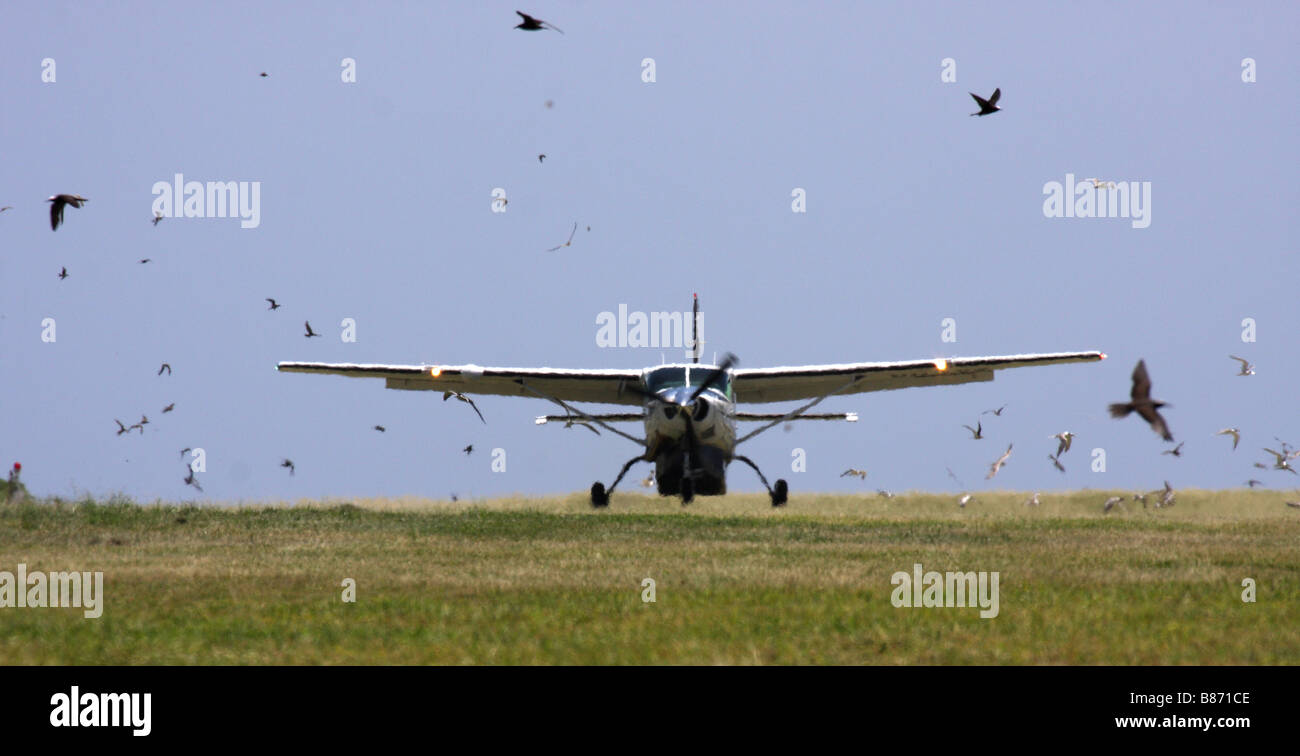 Light aircraft landing amongst flock of birds Stock Photo