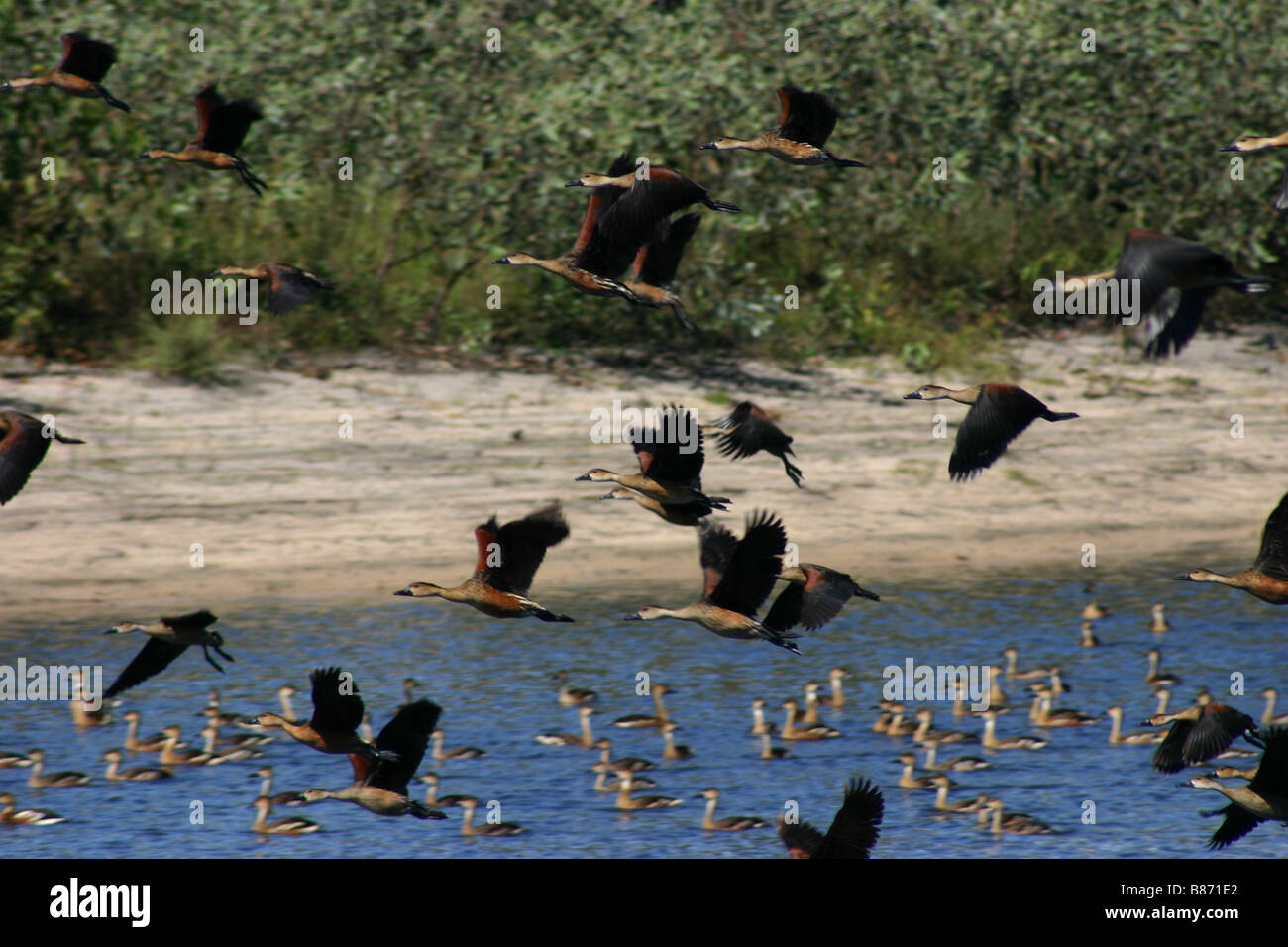 Plumed Whistling Ducks in flight Stock Photo