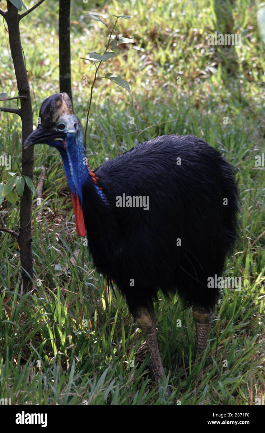 Cassowary, Casuarius casuarius Stock Photo Alamy