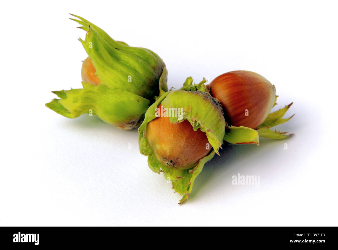 Haselnuss 06 Stock Photo