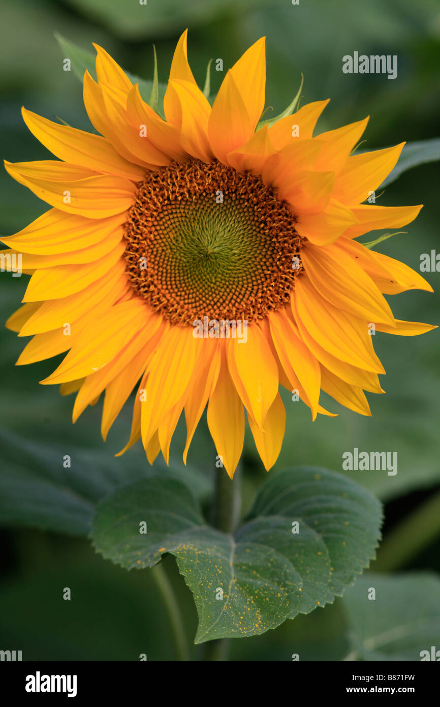 Close up of sunflower head in field Stock Photo