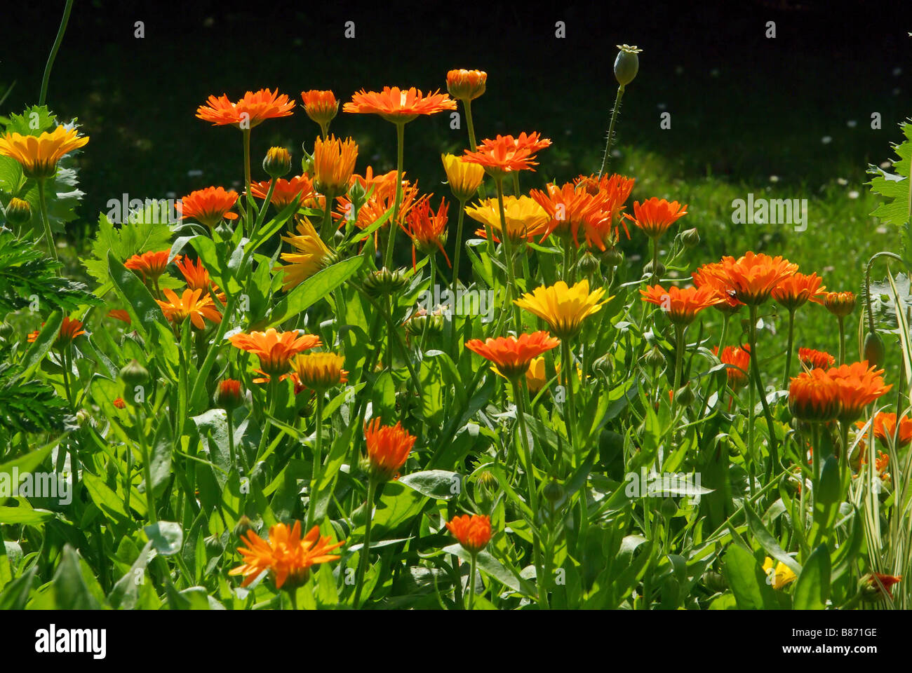 Calendula border hi-res stock photography and images - Alamy