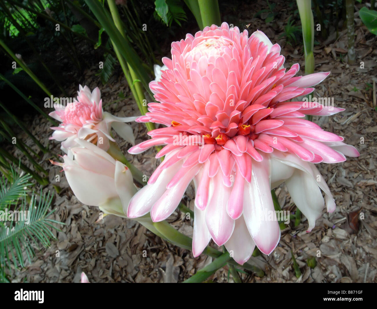 Spectacular flowers of the pink torch ginger Etlingera elatior var pink native to rainforests of Indonesia and New Guinea Stock Photo