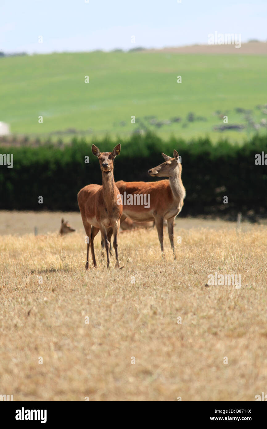 Commercial red deer farming,Oamaru, North Otago, South Island, New Zealand Stock Photo