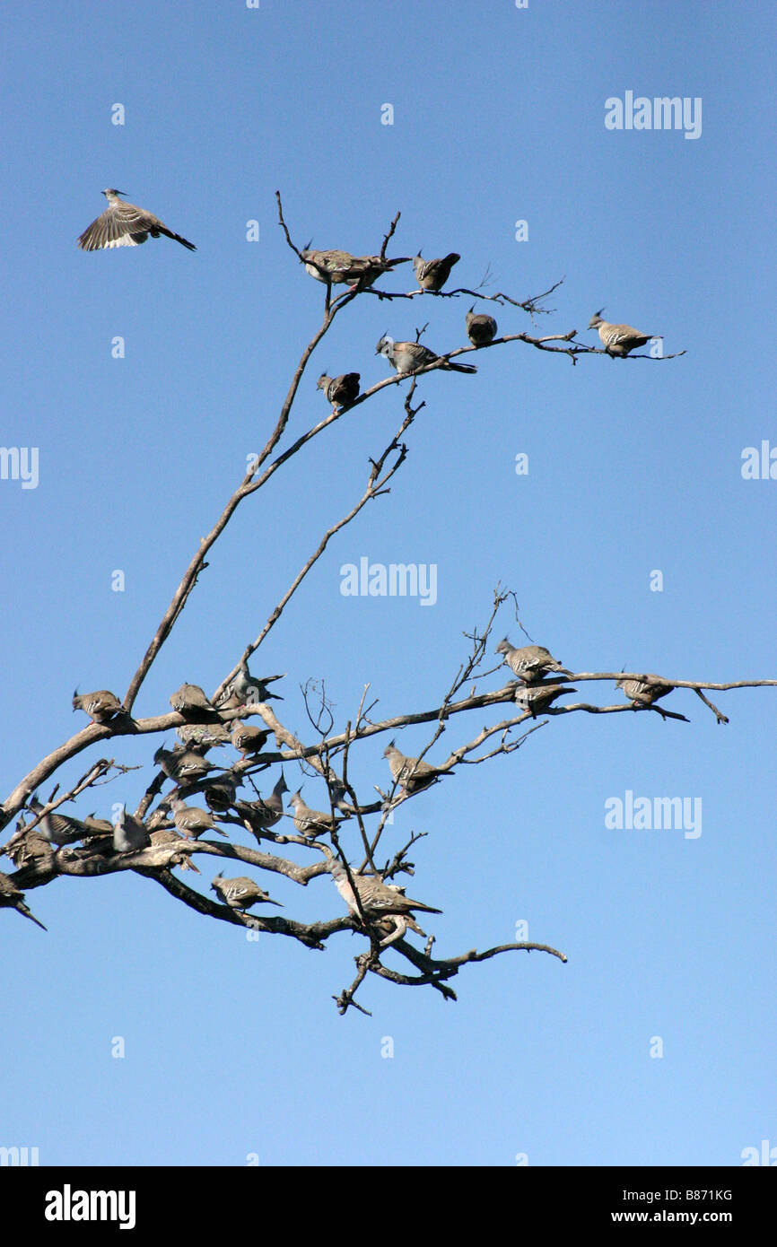A flock of Crested Pigeons perched on a dead tree Stock Photo