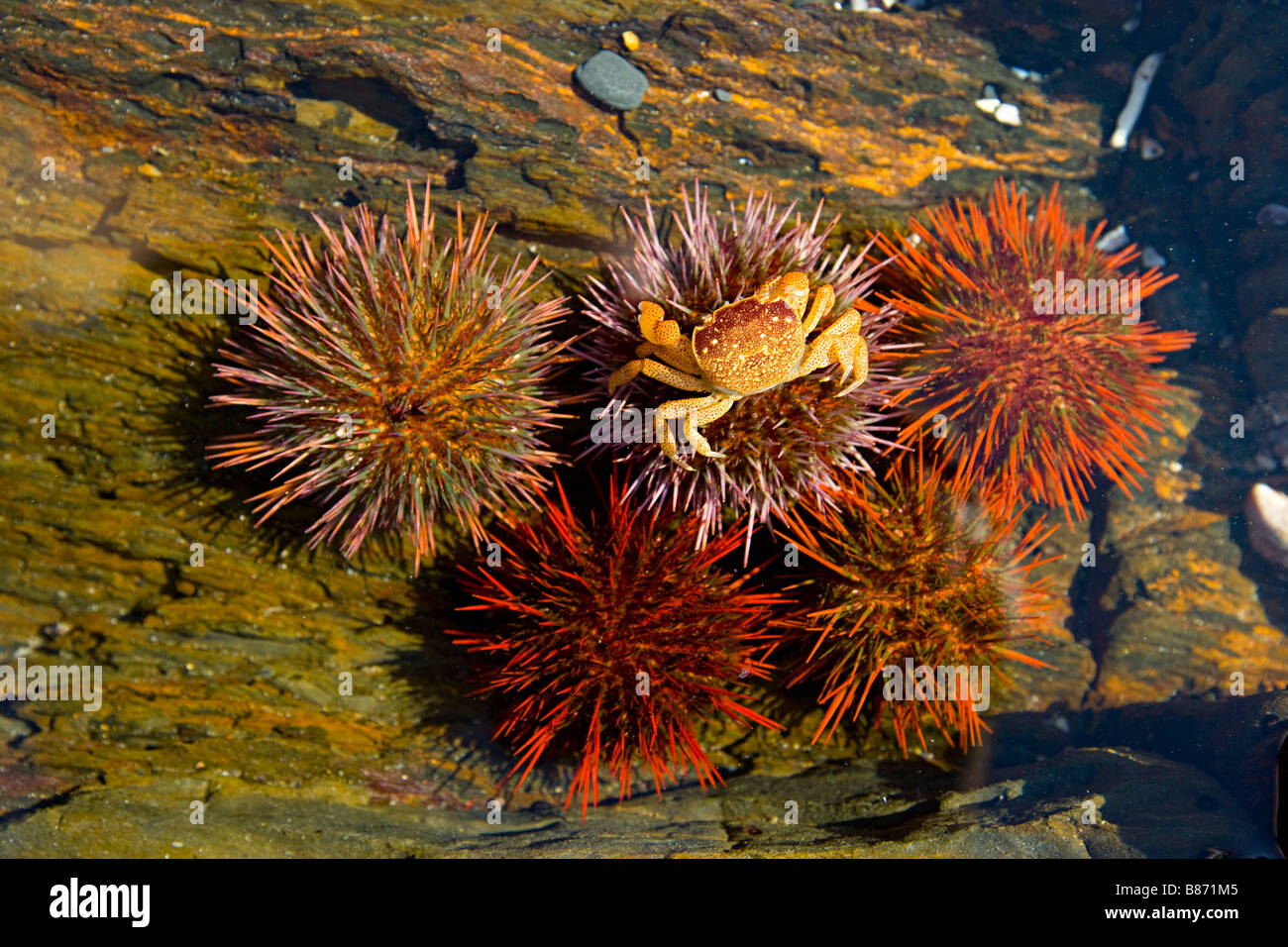 Crab under rock hi-res stock photography and images - Alamy