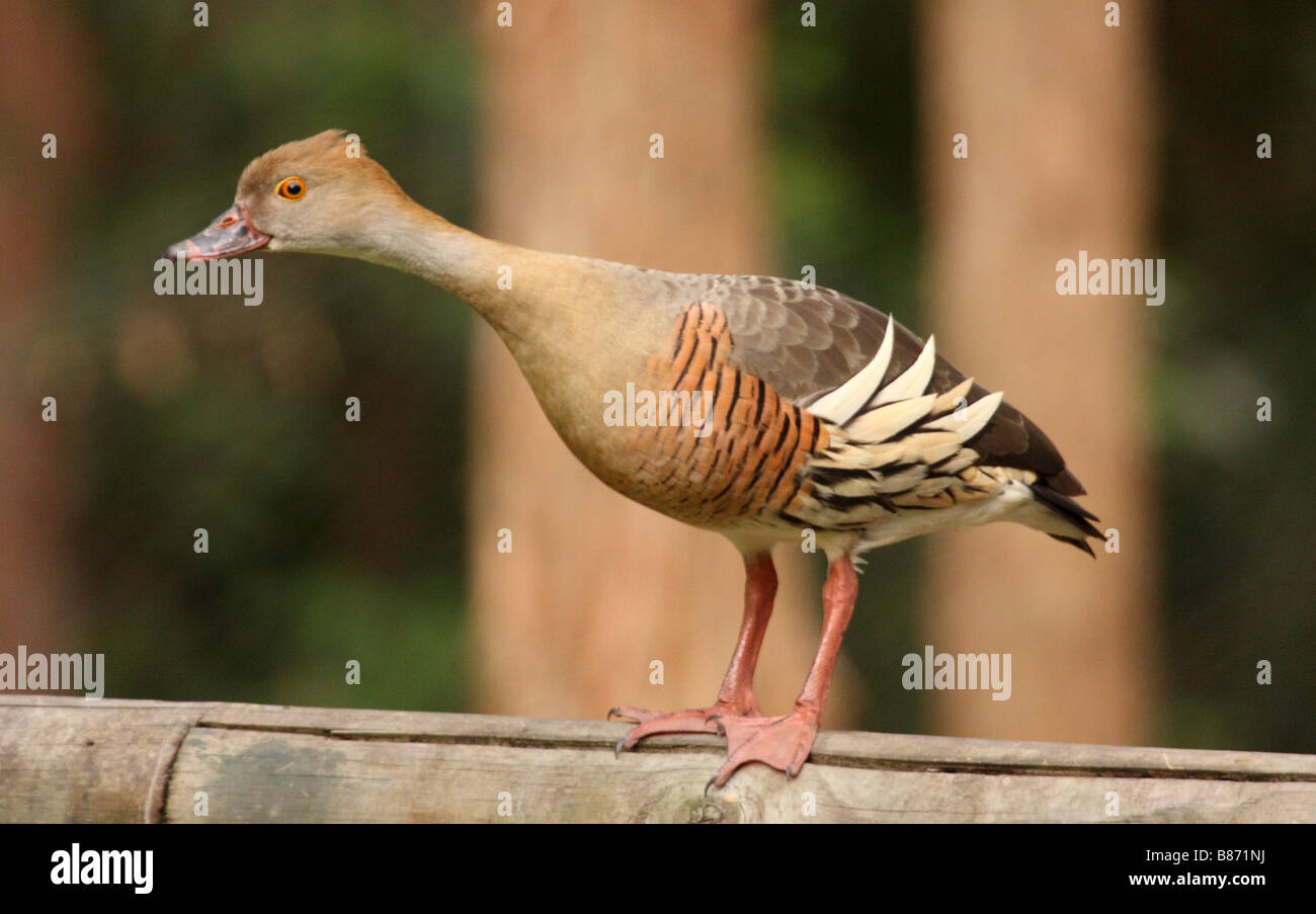 Grass or Plumed Whistling Duck standing on a wooden fence Stock Photo