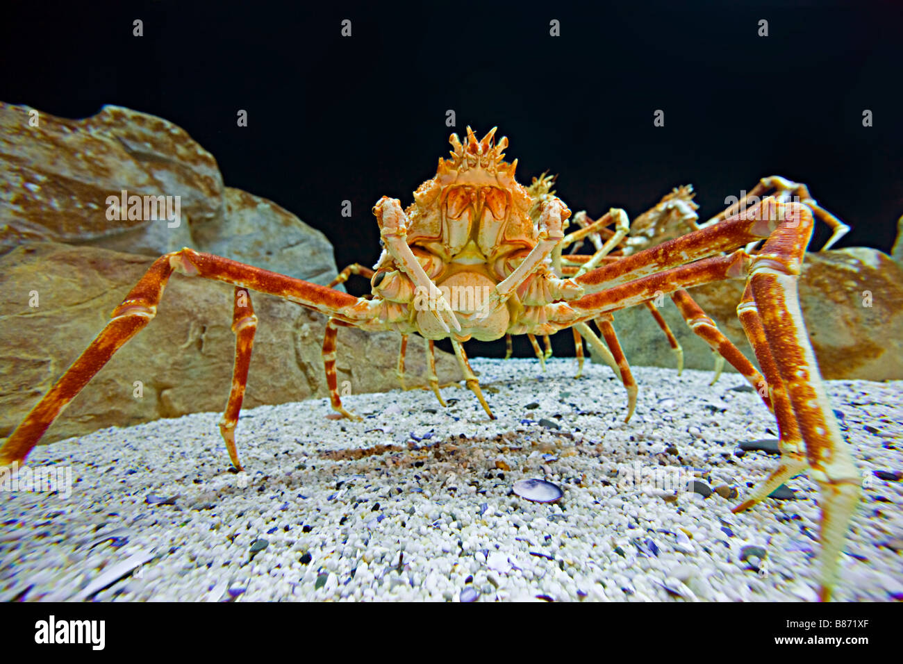 The Giant Japanese spider crab ( macrocheira kaempferi ) Stock Photo