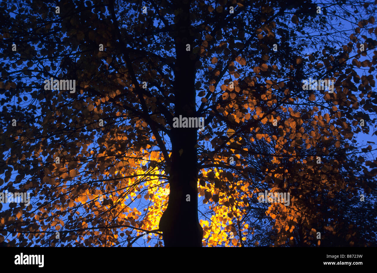 Linder tree backlit by a street lamp, Denmark Hill, London, UK Stock Photo