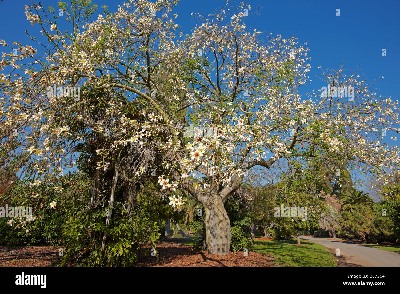 White Floss Silk Tree High Resolution Stock Photography And Images Alamy
