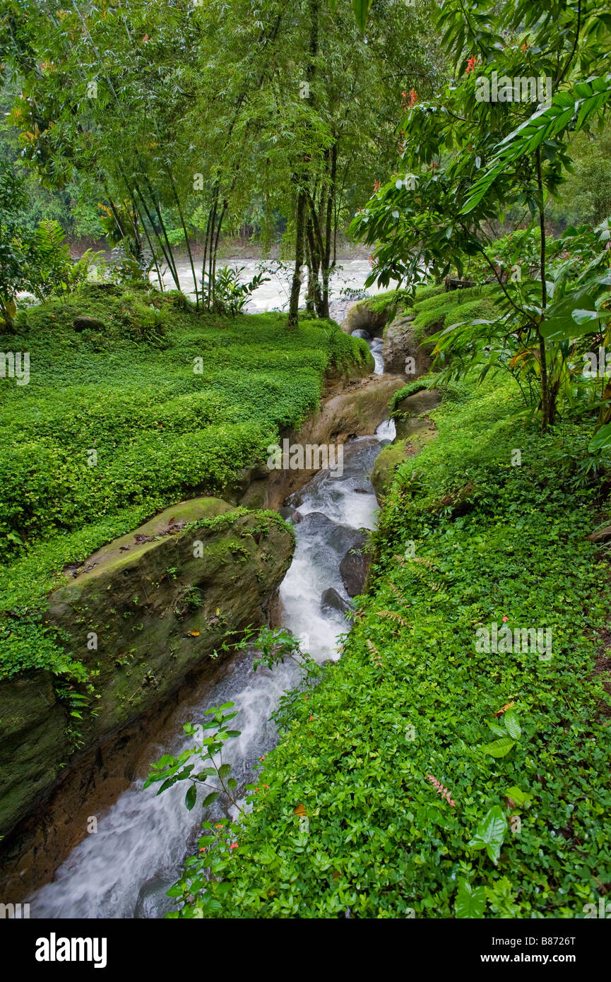 Central america rainforest trees hi-res stock photography and images ...