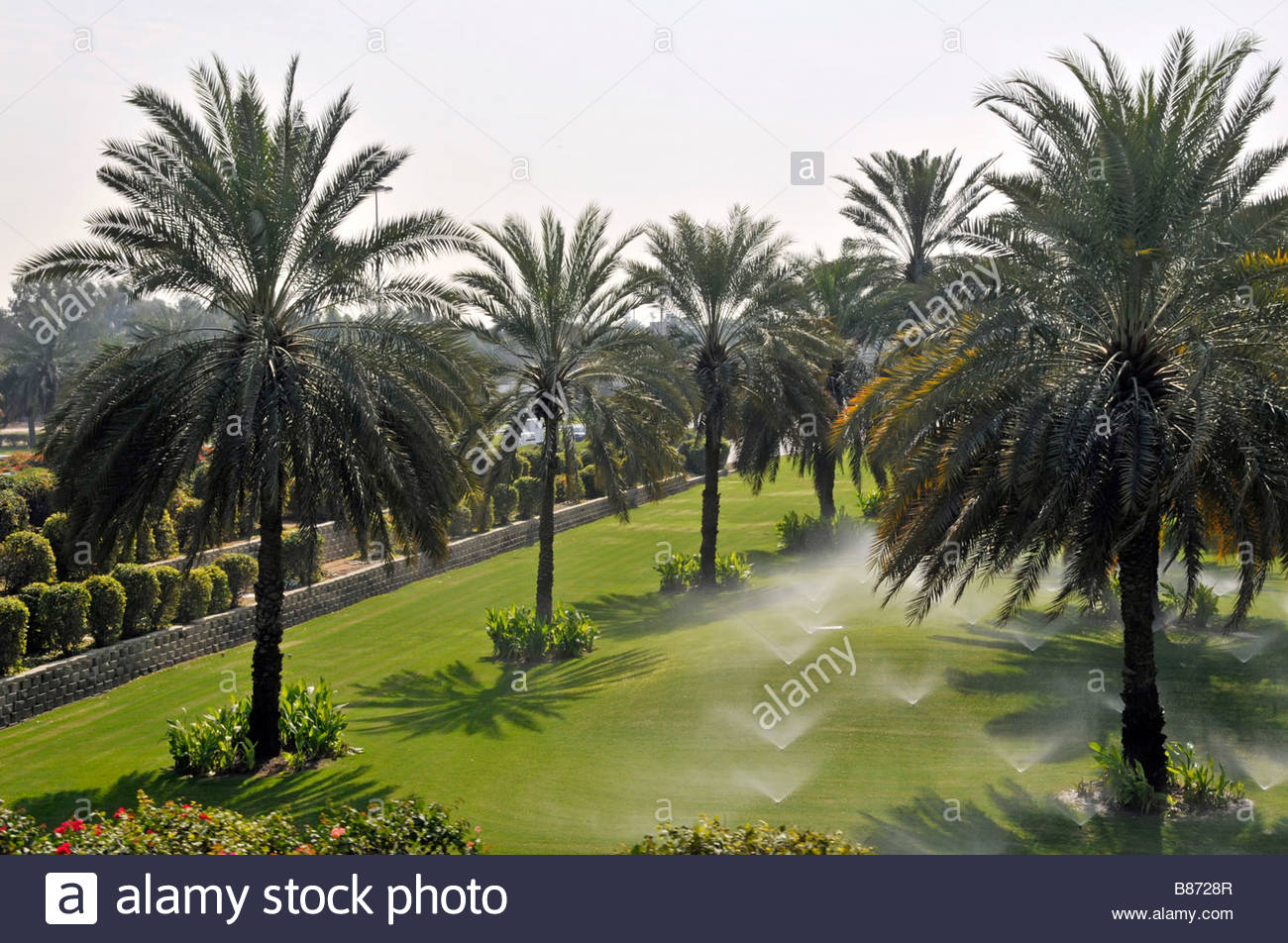 Dubai palm trees and irrigation water jets in operation on green Stock