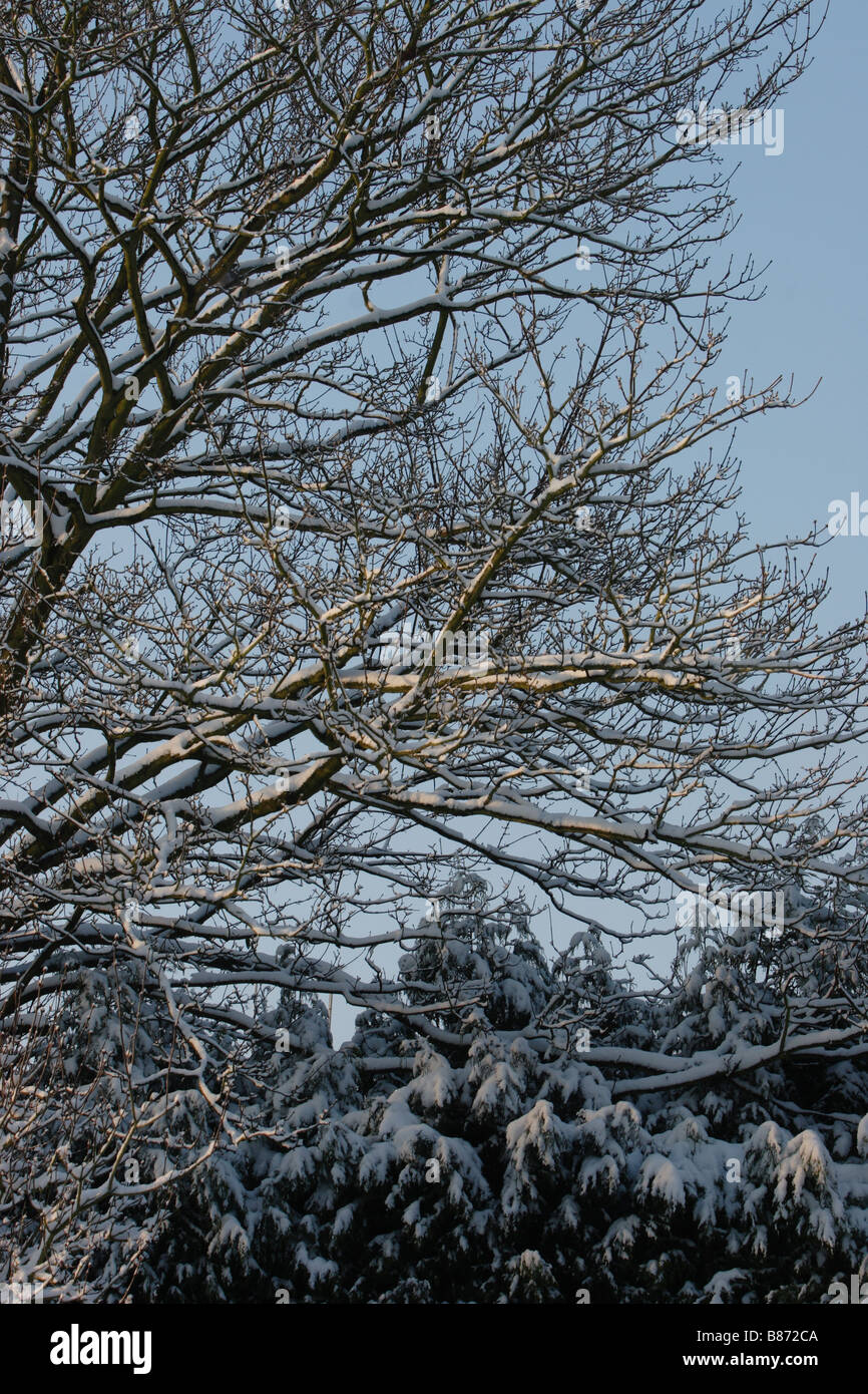 Trees and shrubs covered with snow against a blue sky Stock Photo - Alamy