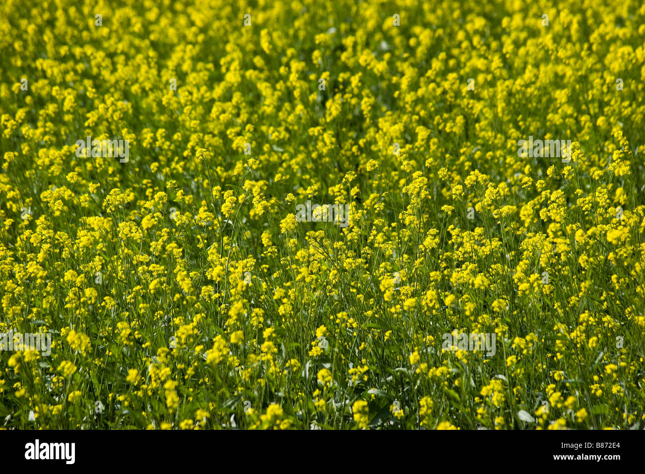 Indian mustard field hires stock photography and images Alamy
