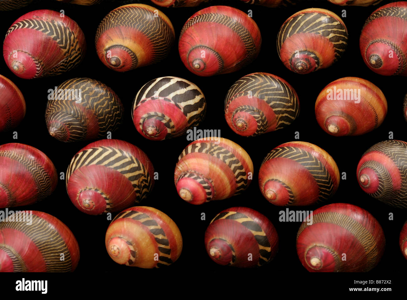 Shells of Neritina communis (zigzag nerite). Stock Photo