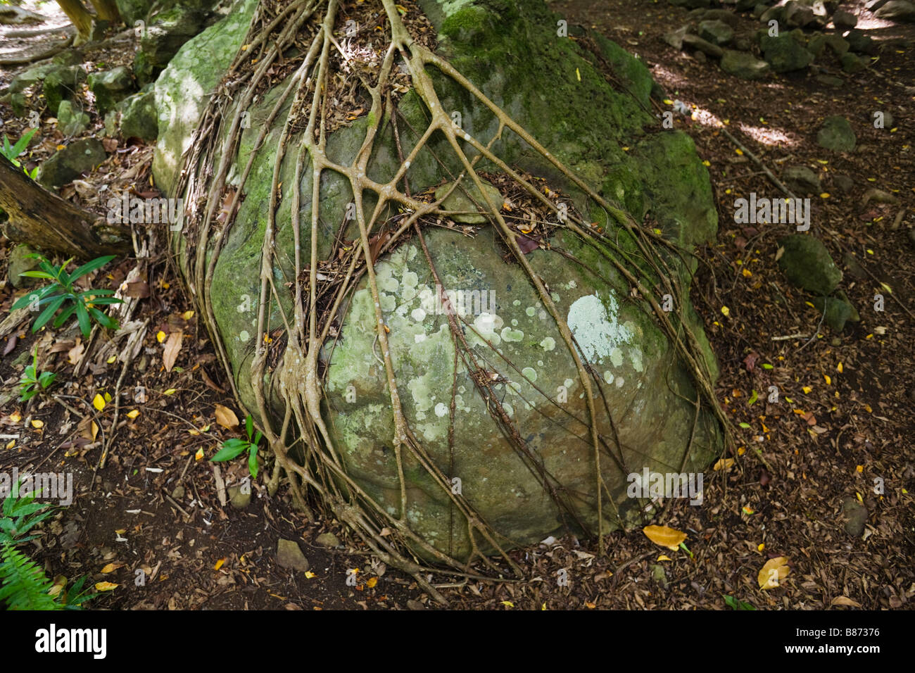 The strangler roots of an old Banyan tree wrap around a nearby rock at 7 Sacred Pools Park on Maui Hawaii Stock Photo