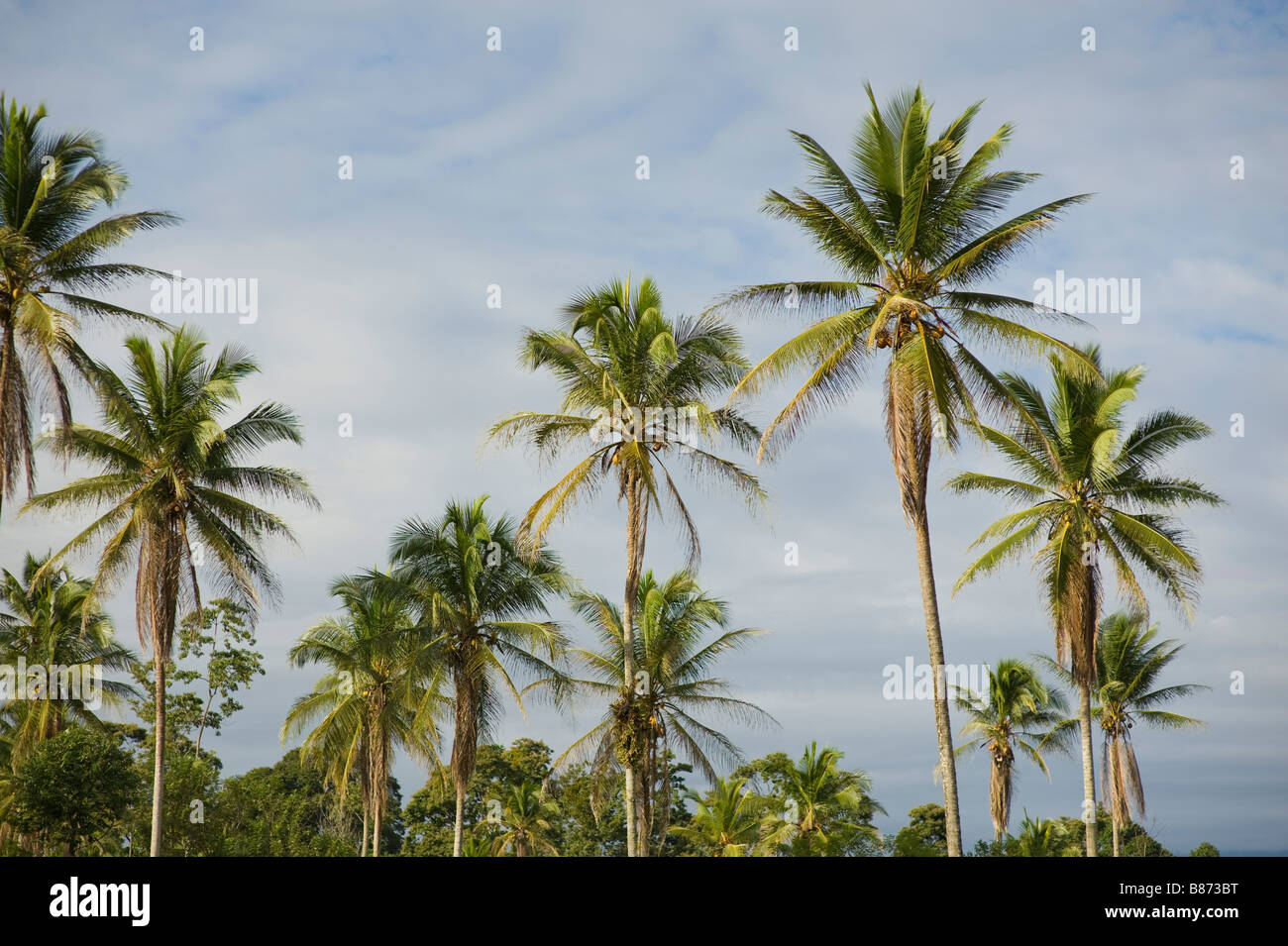 Central America, Costa Rica. Palm trees a true sign of the tropics. Stock Photo