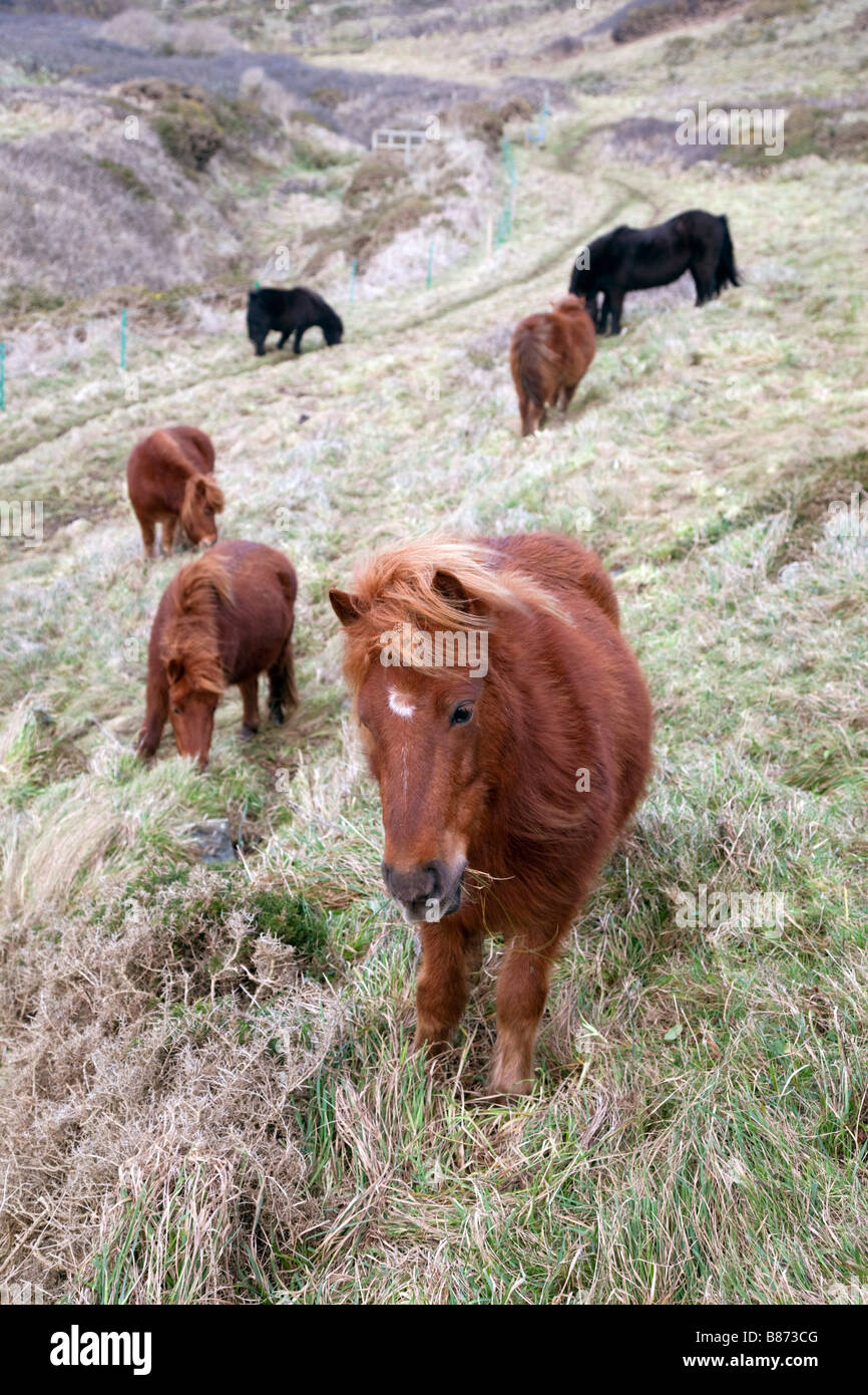 shetland ponies grazing caerthillian natural england cornwall Stock Photo