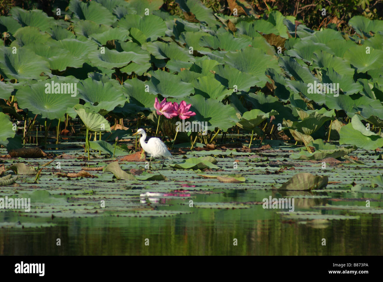 An Intermediate Egret stalks prey along the banks of a billabong in the Northern Territory, Australia Stock Photo