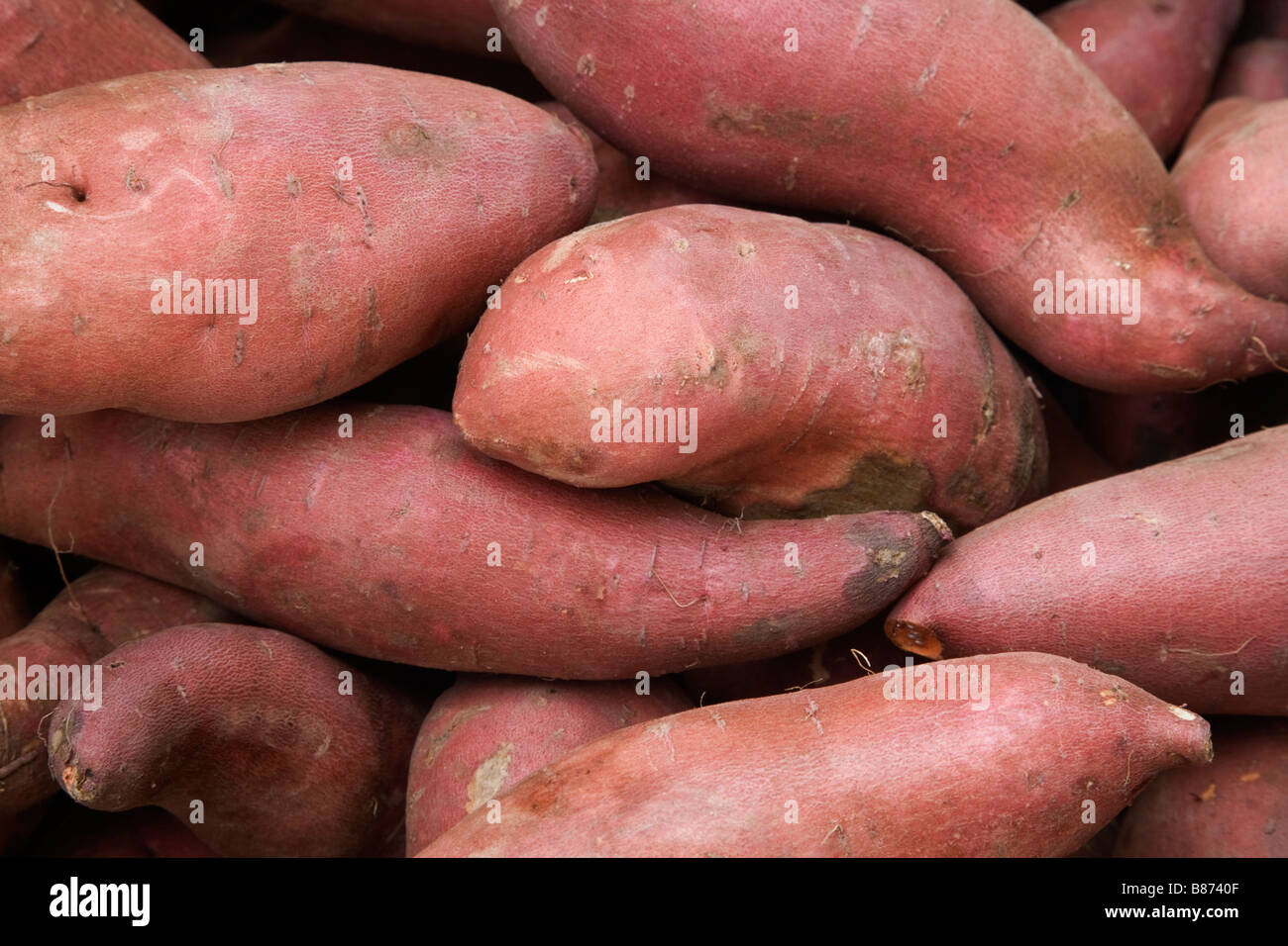Harvested Yams 'Dioscorea' species Stock Photo Alamy